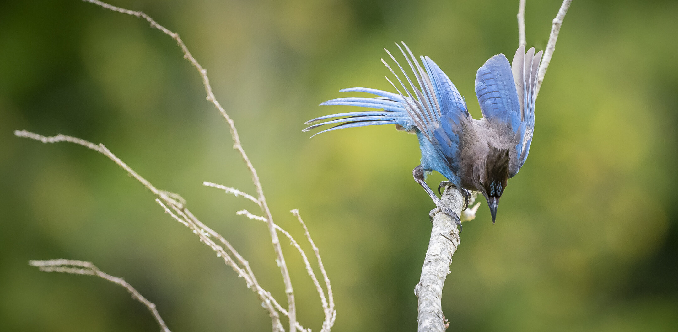 Steller's Jay