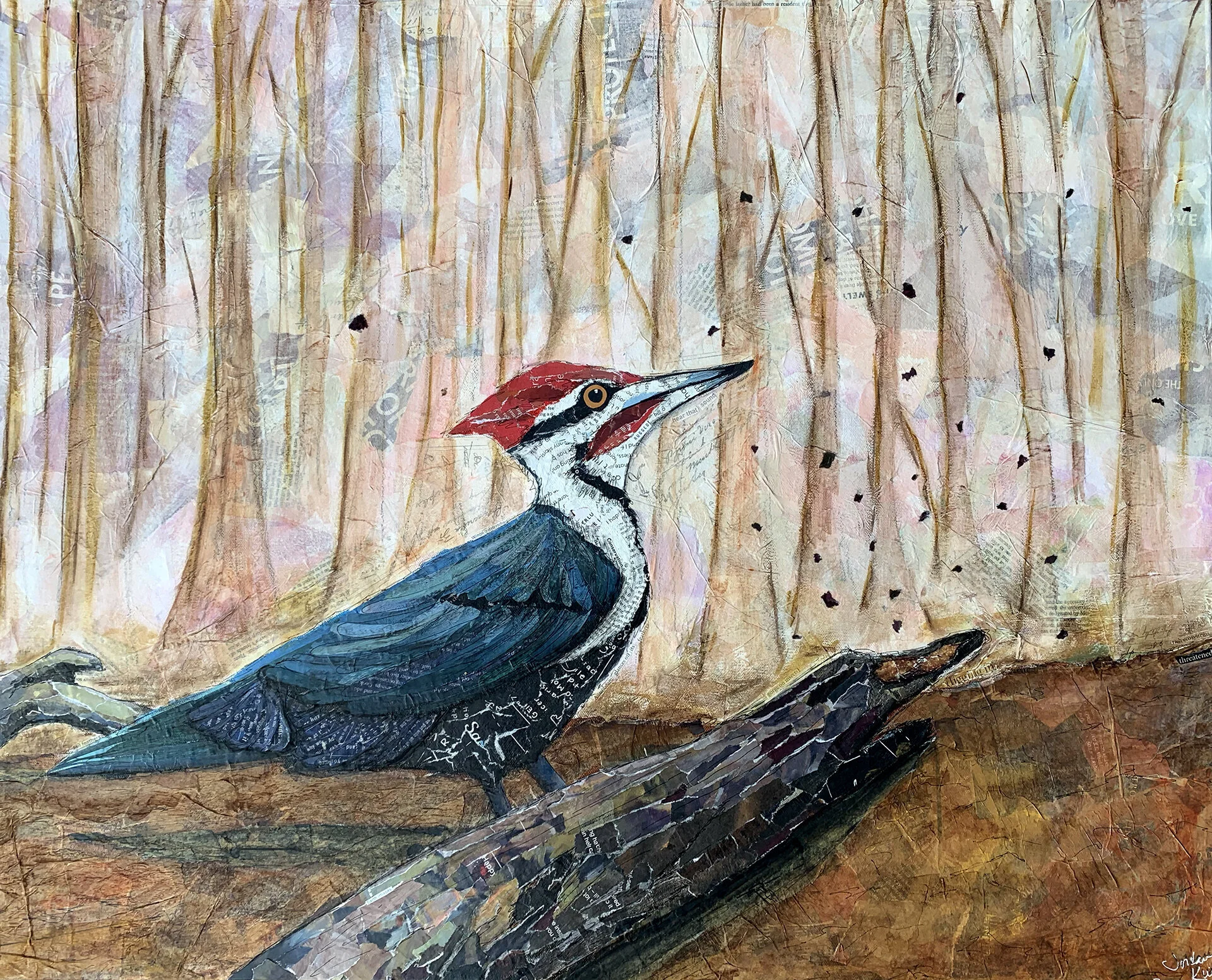 Pileated Woodpecker 