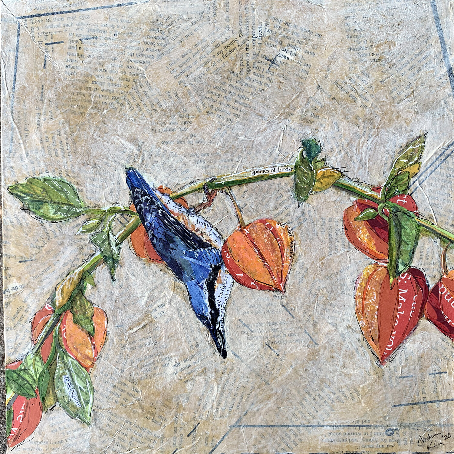 Red Breasted Nuthatch