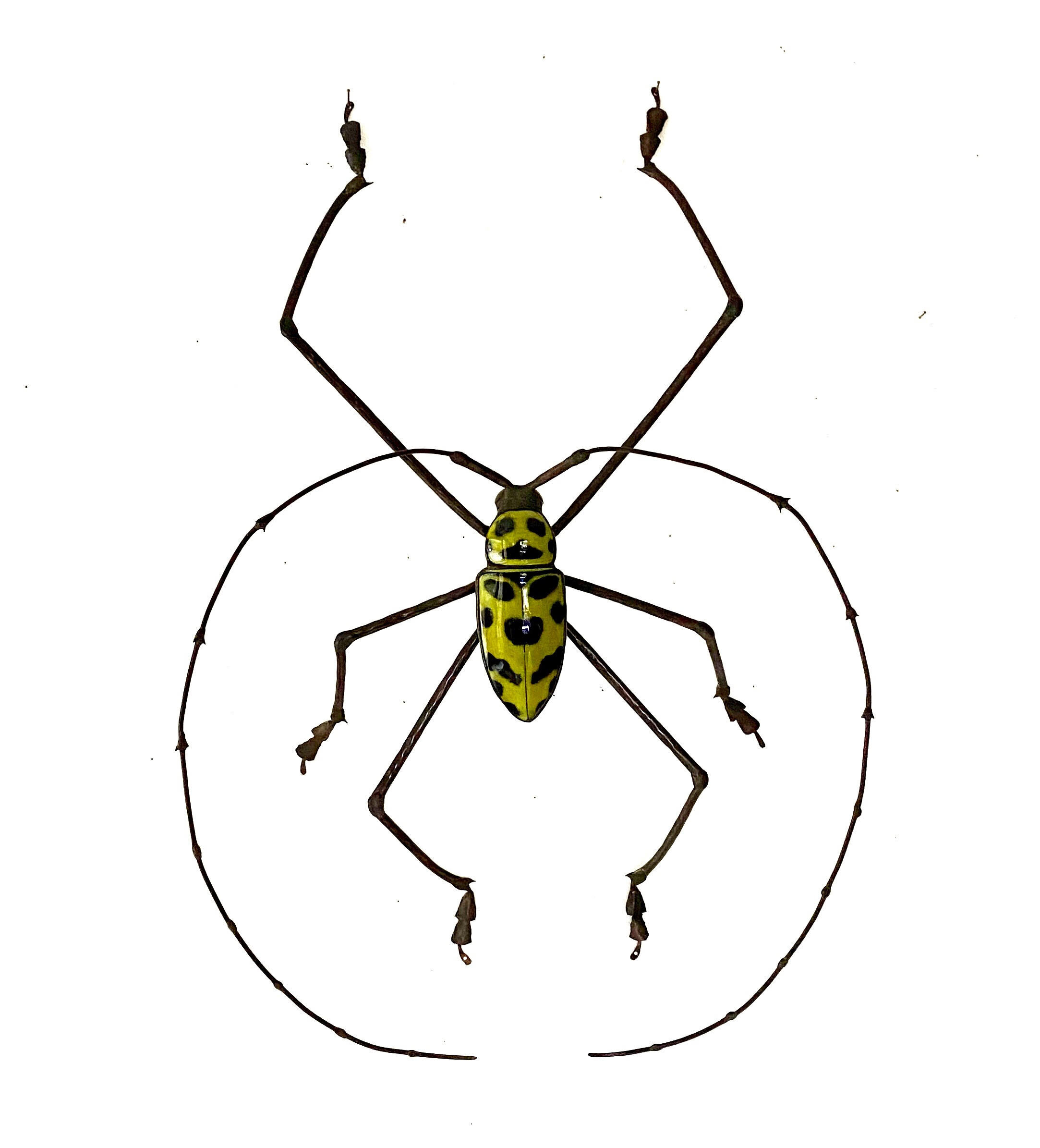 Gerania bosci-Longhorn Beetle Species