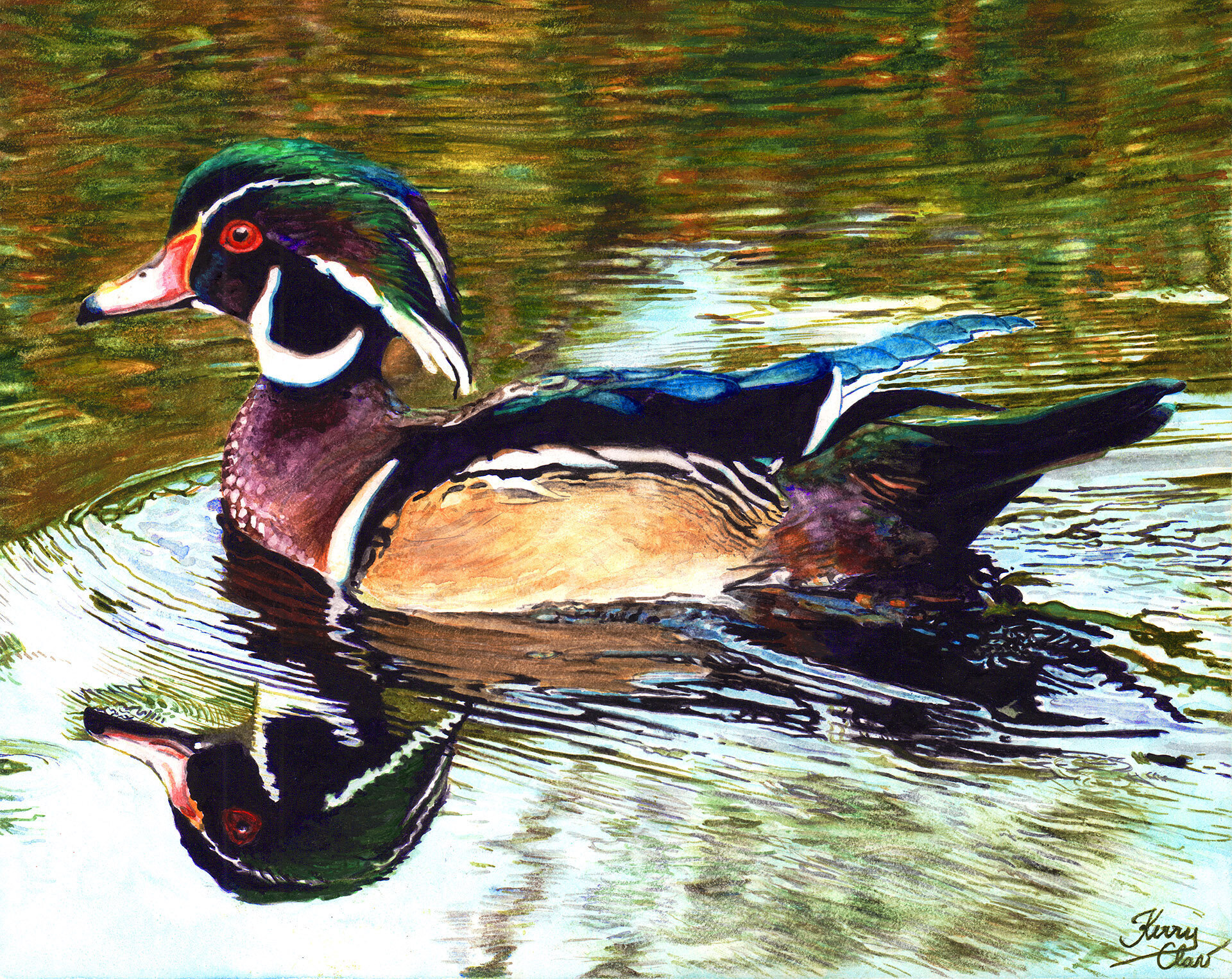 Wood Duck at Meadowbrook Pond in September