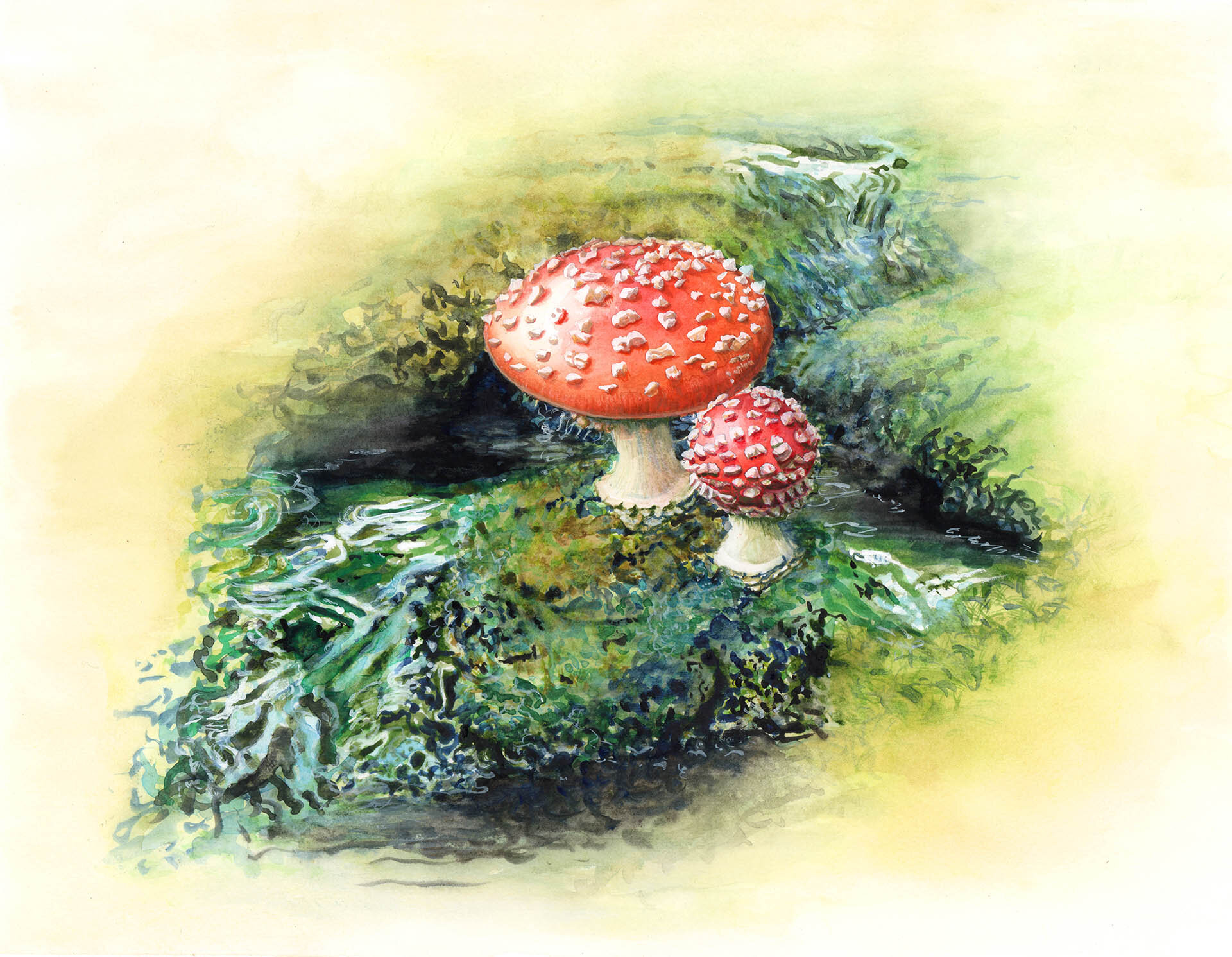 Amanita on Mallardy Ridge, Mt. Lp. Hwy