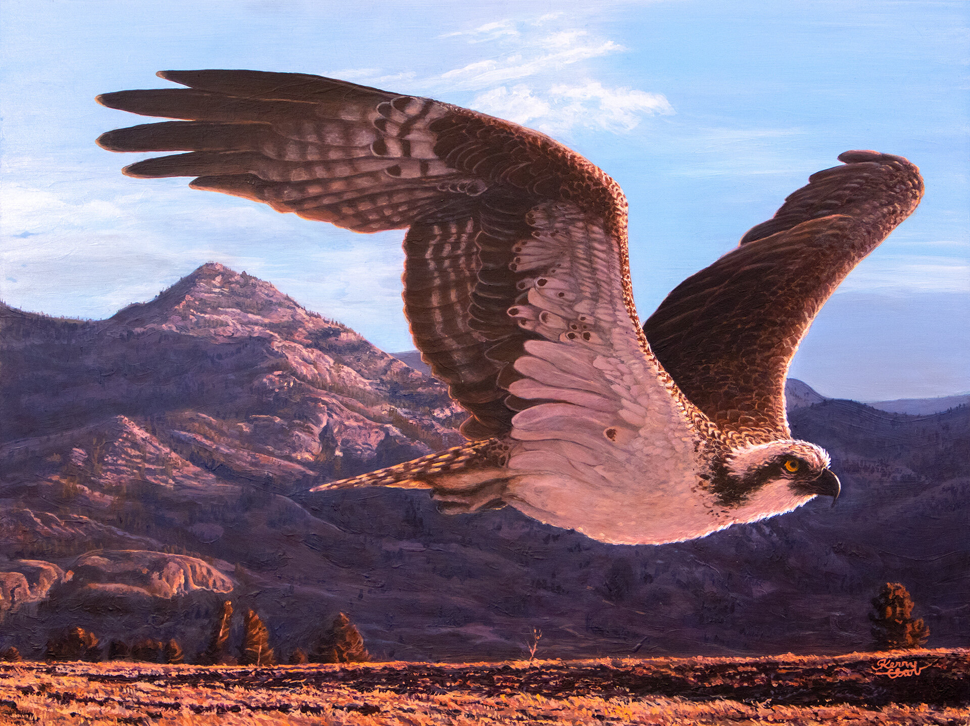 Last to Migrate: Osprey Takes Off from Yellowstone