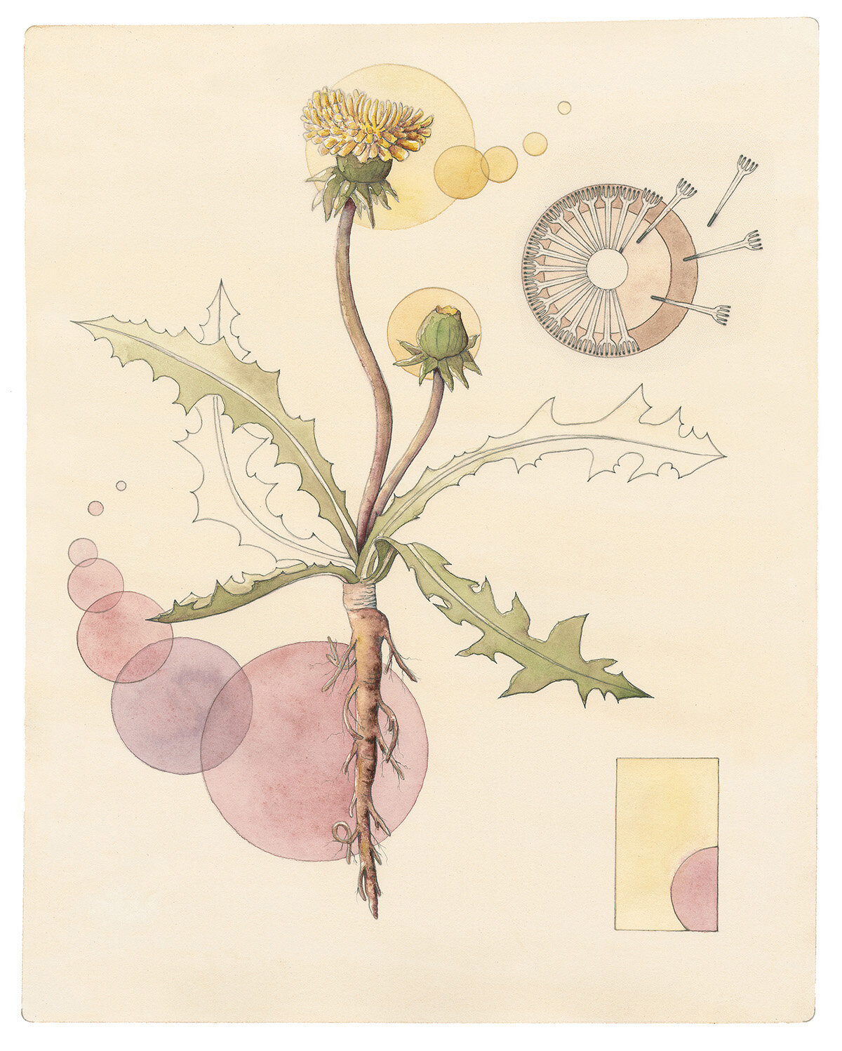 Dandelion as Plant Dye Reproduction 