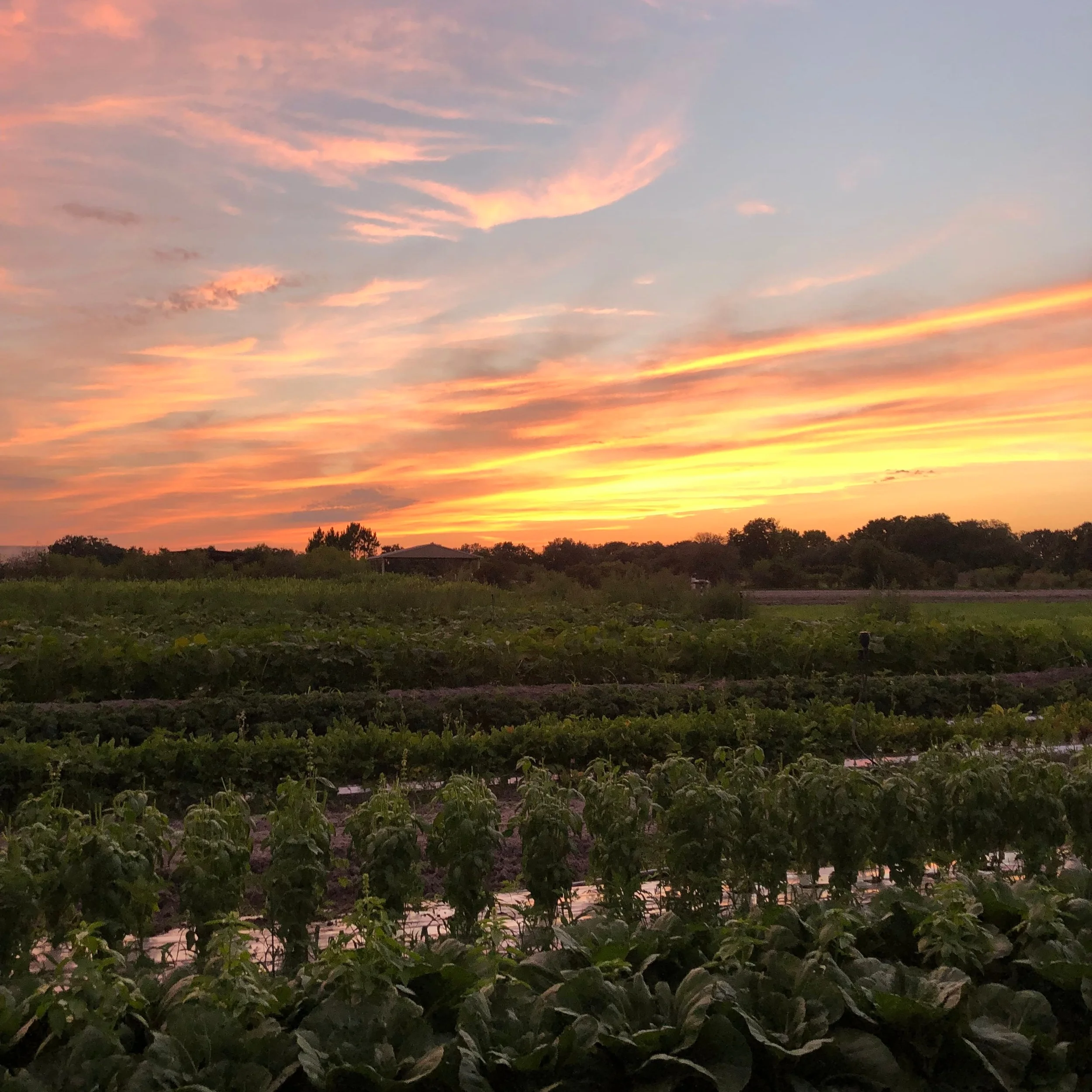 rows+at+sunset+-+home+page+banner.jpg