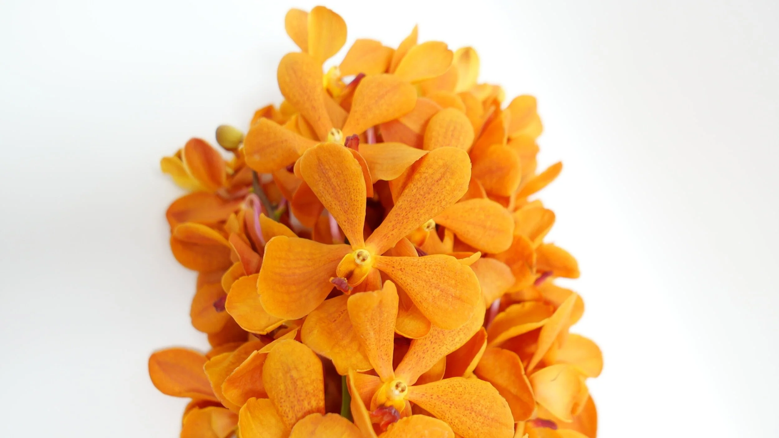 Cut Orchids — Northwest Orchids