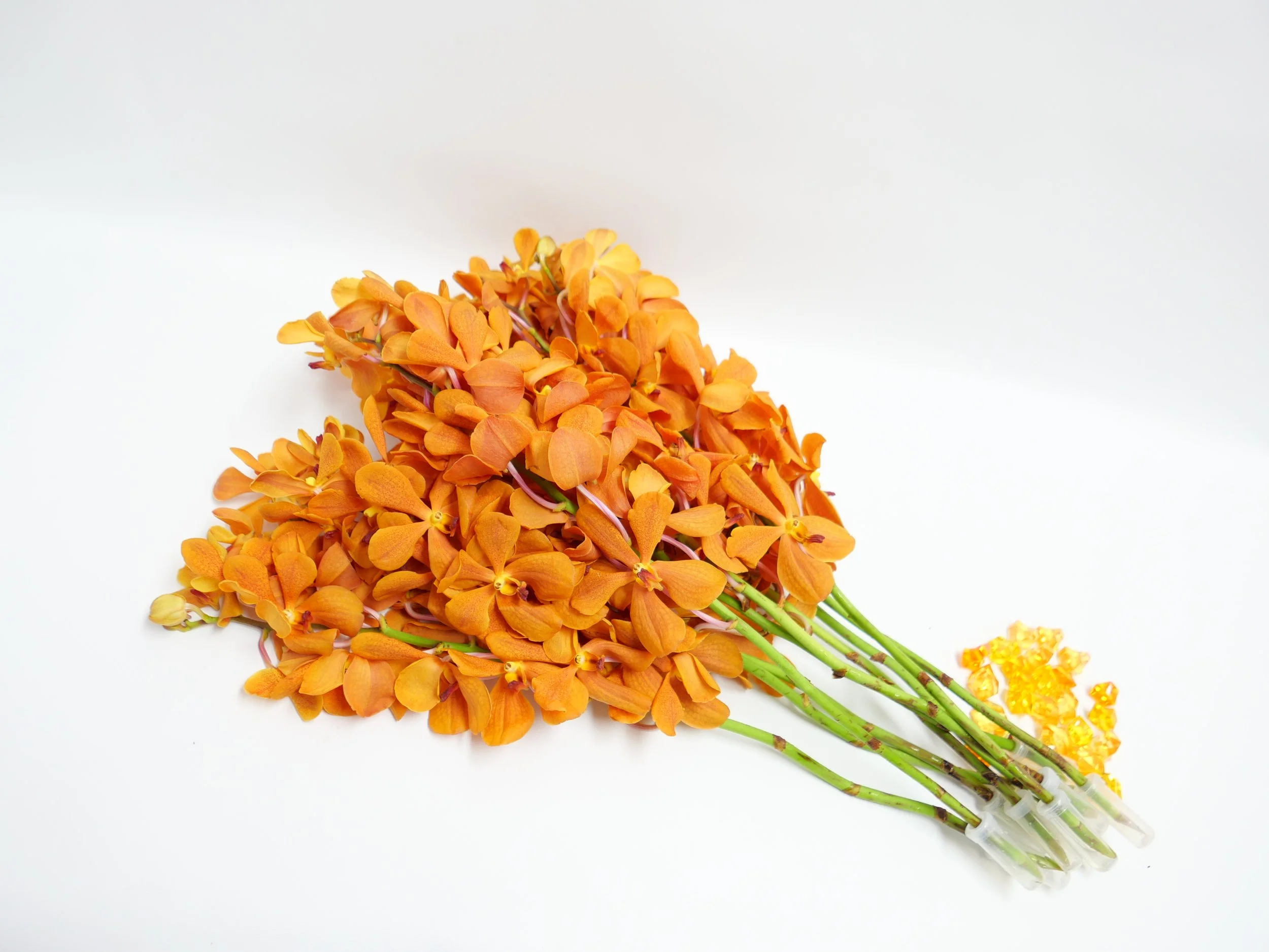 Mokara Orange Cut Orchids — Northwest Orchids