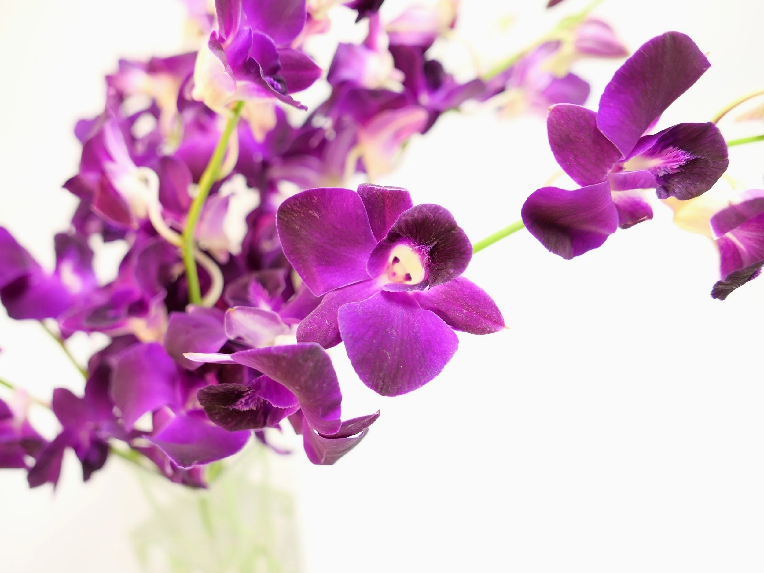 Cut Orchids — Northwest Orchids