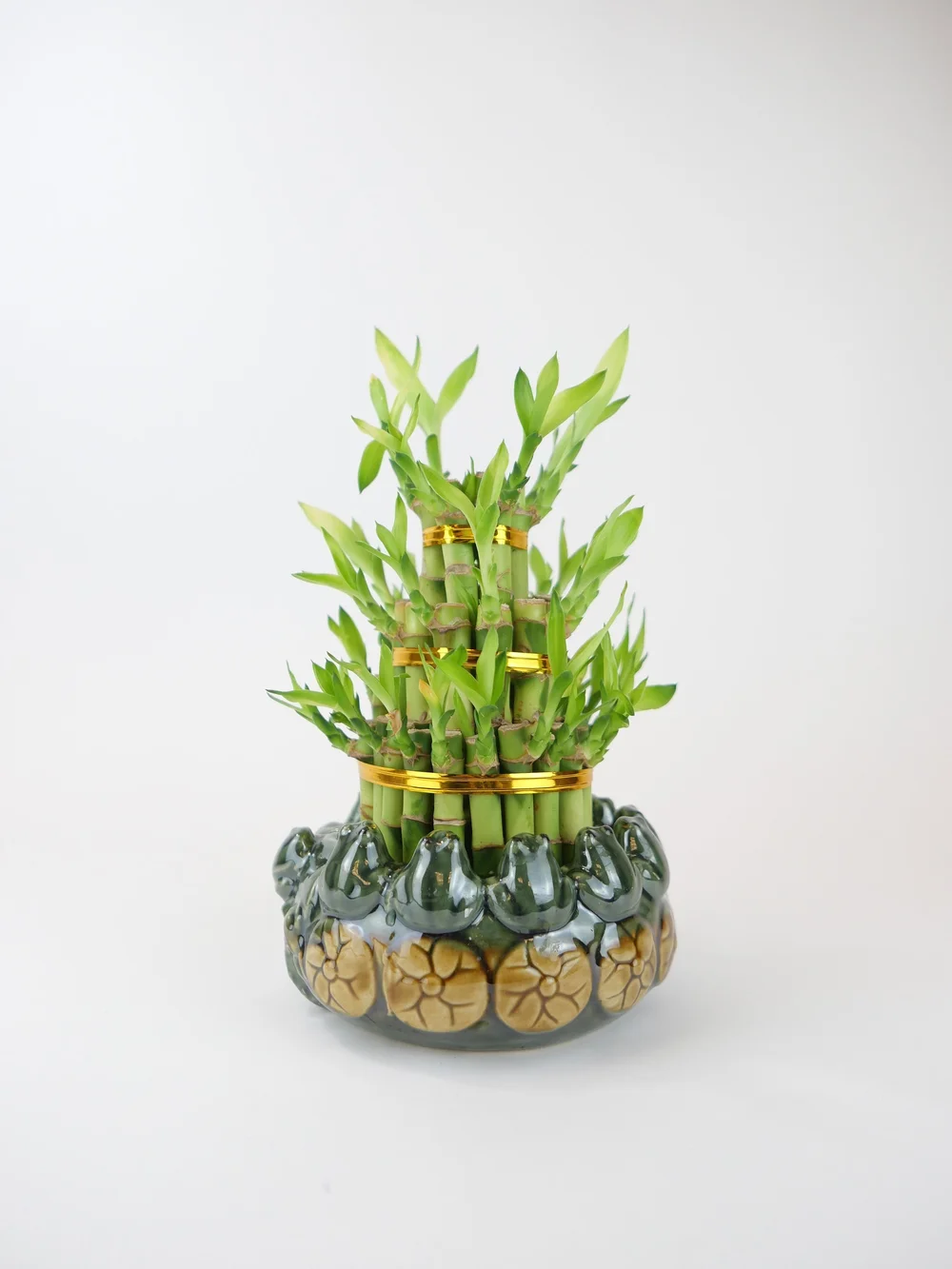 Lucky Bamboo Tower in Ceramic Pot with Frogs  Northwest Orchids