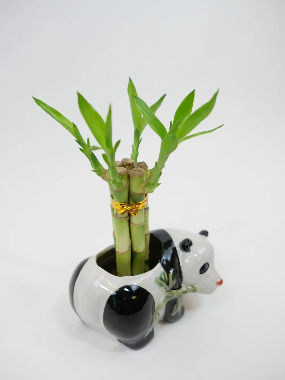 Three Straight Stem Lucky Bamboo Arrangement in Ceramic Panda Pot   Northwest Orchids