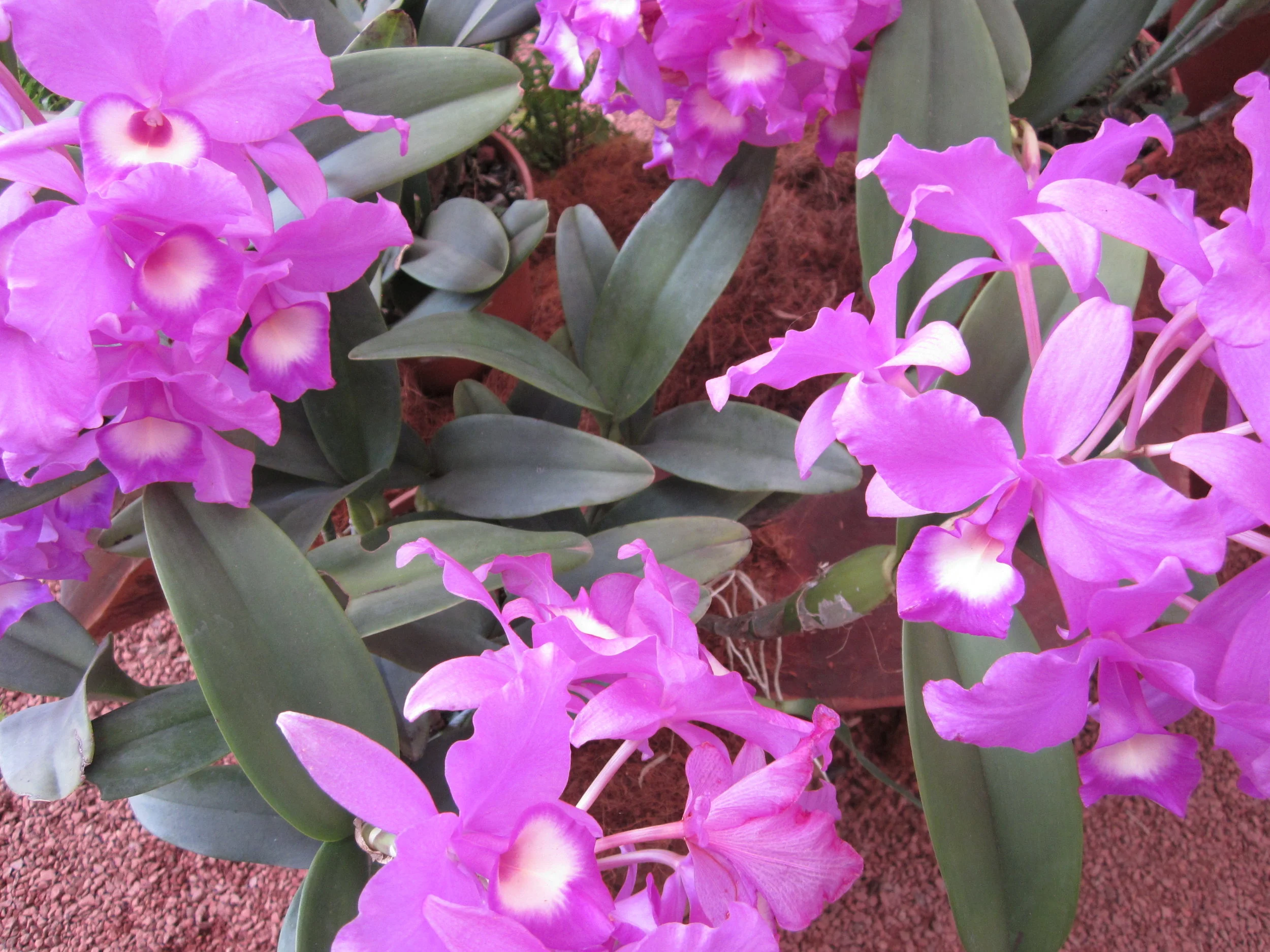 Guaria Morada, National Orchid, Costa Rica