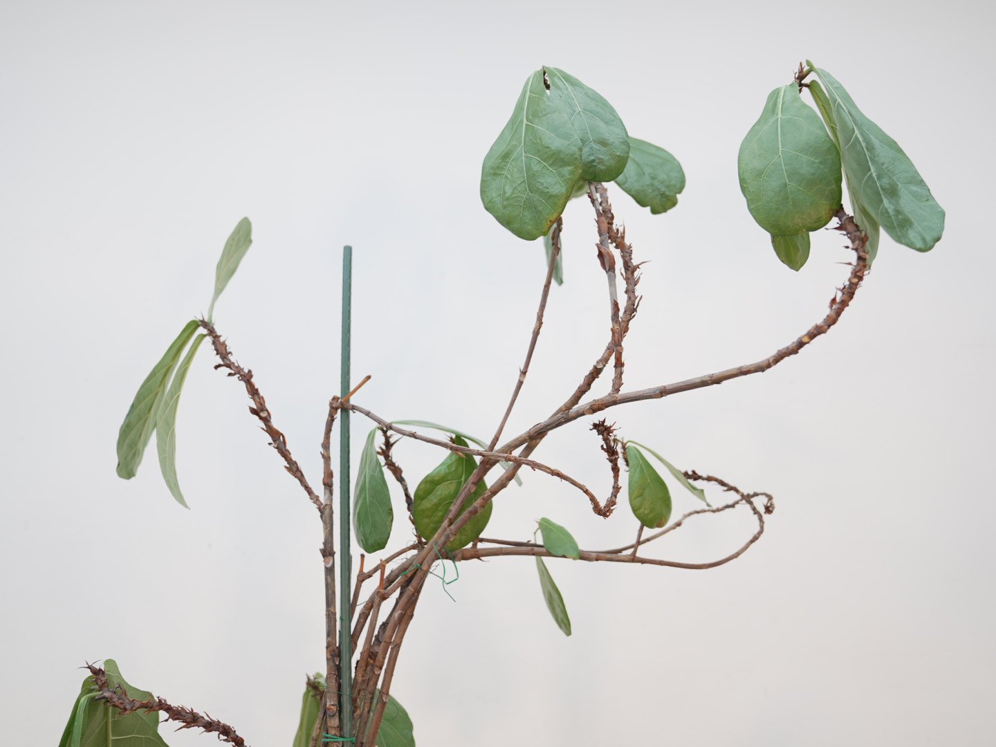 Photo Feb 06 2026, 5 44 10 PM.jpg