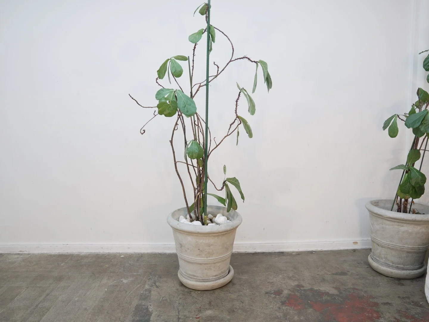 A Silverstri Planter w/ Plant As-Is (We have 2)