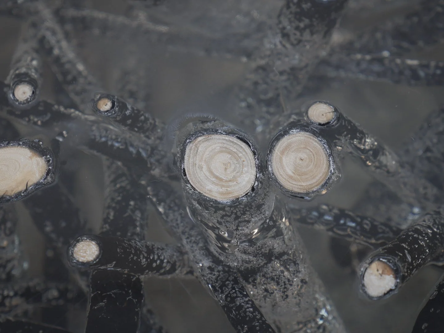 Photo Jan 30 2026, 2 21 51 PM.jpg