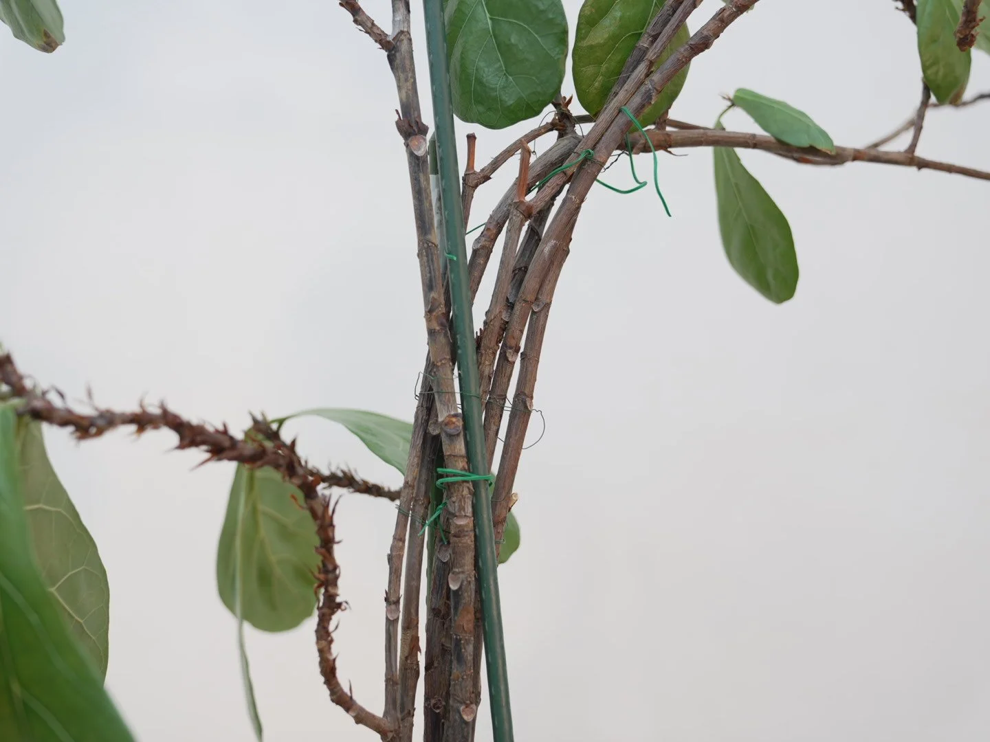 Photo Feb 06 2026, 5 45 18 PM.jpg