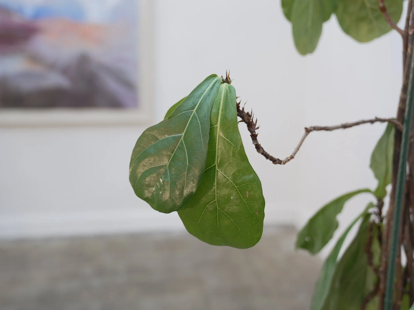 Photo Feb 06 2026, 5 44 59 PM.jpg