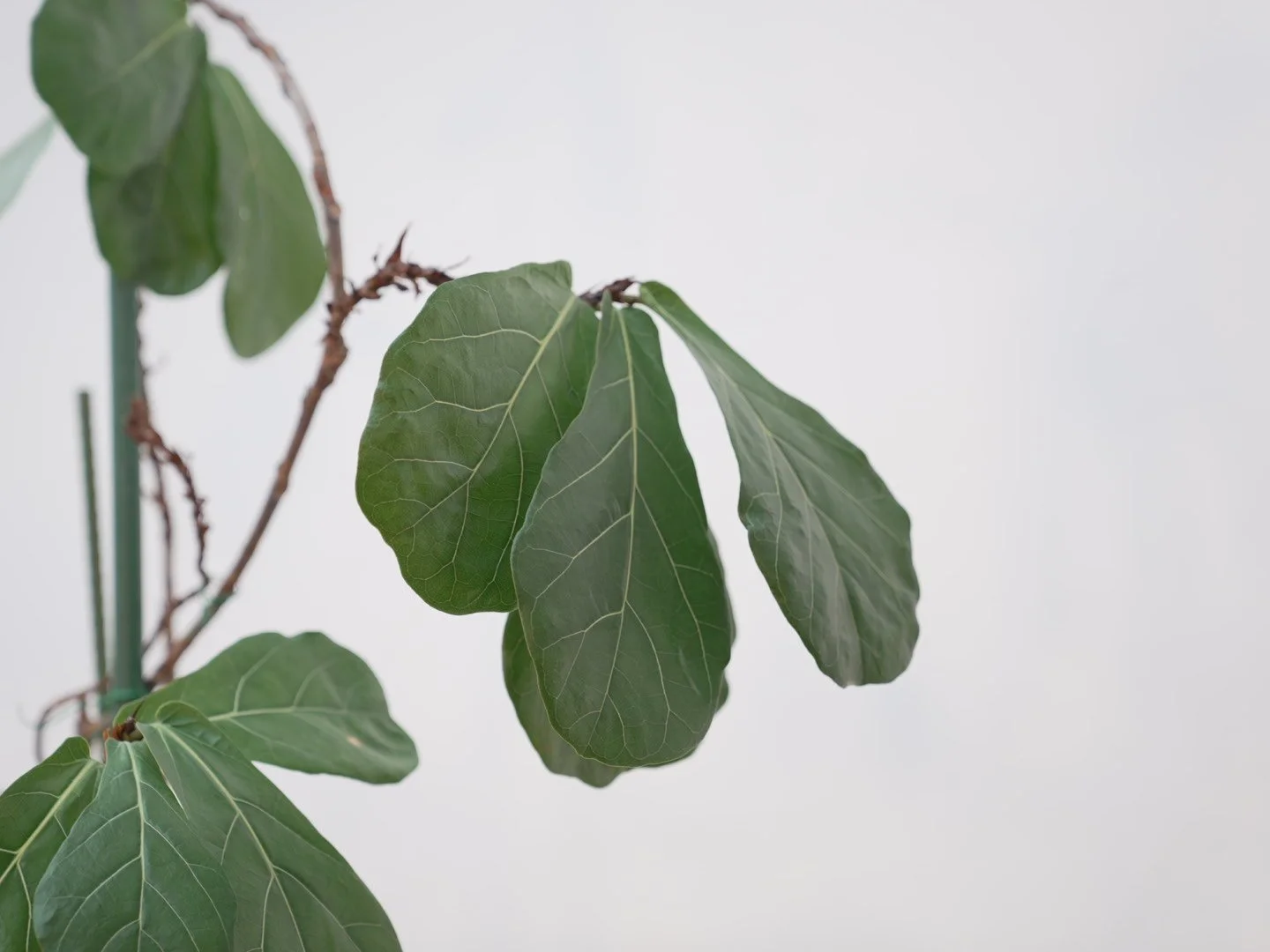 Photo Feb 06 2026, 5 39 48 PM.jpg