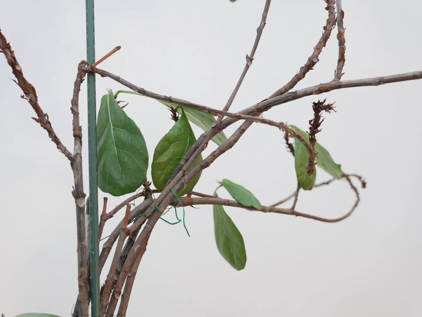 Photo Feb 06 2026, 5 45 15 PM.jpg