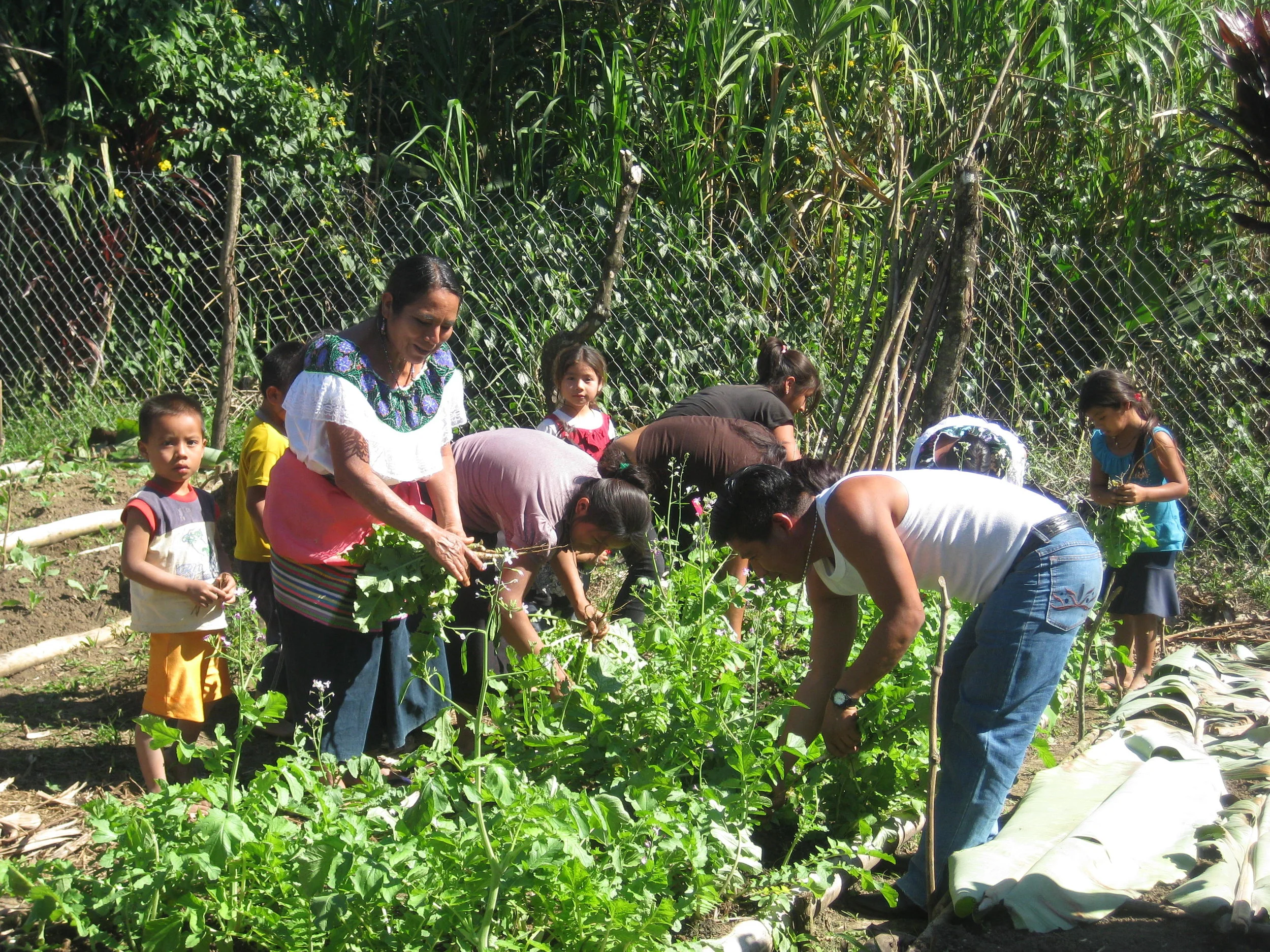 A Tseltal family working in their garden.