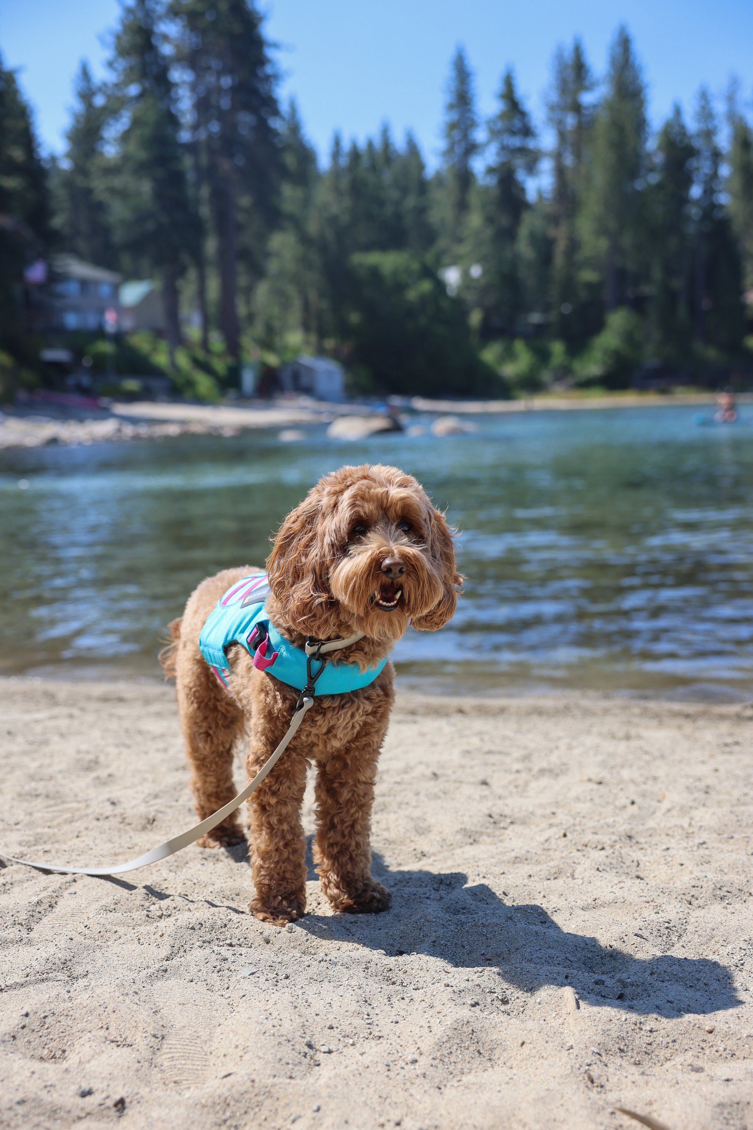 Dog Friendly Guide To Lake Tahoe