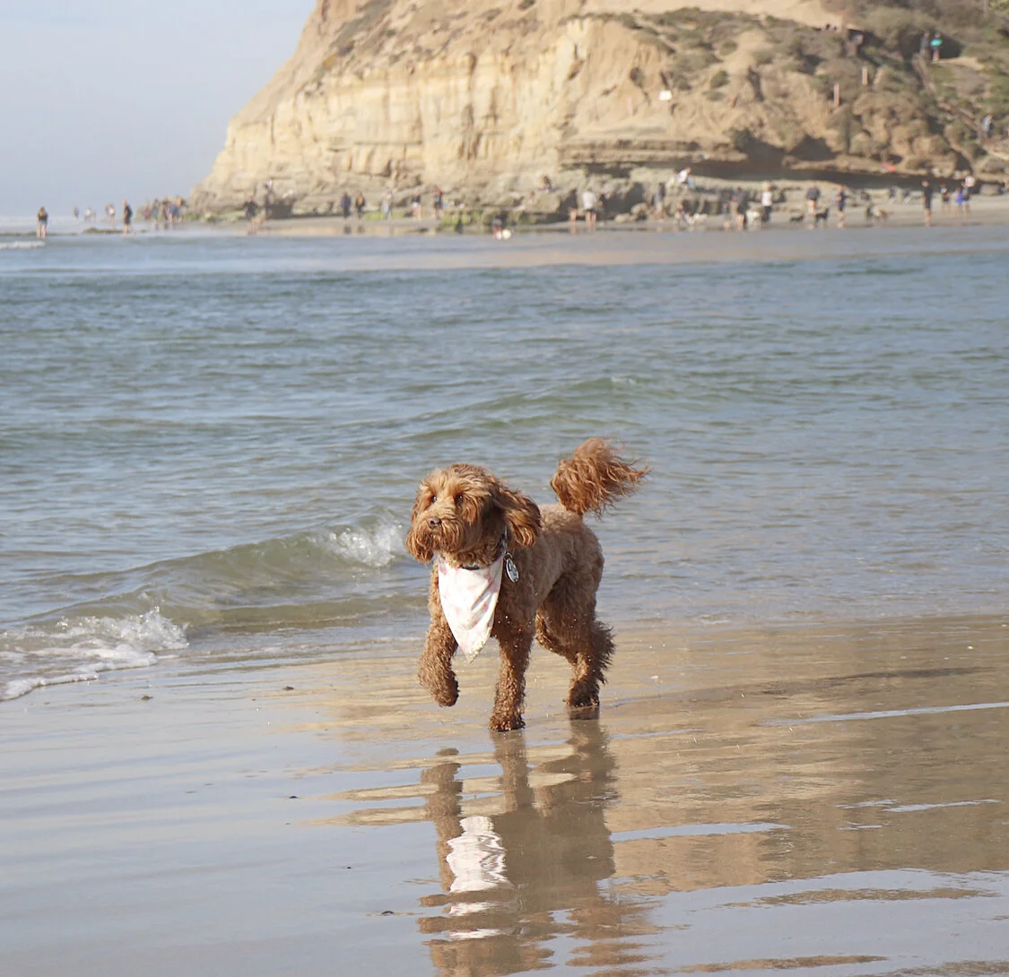 Best Offleash Dog Beaches in San Diego — HELLORUBYDOODLE