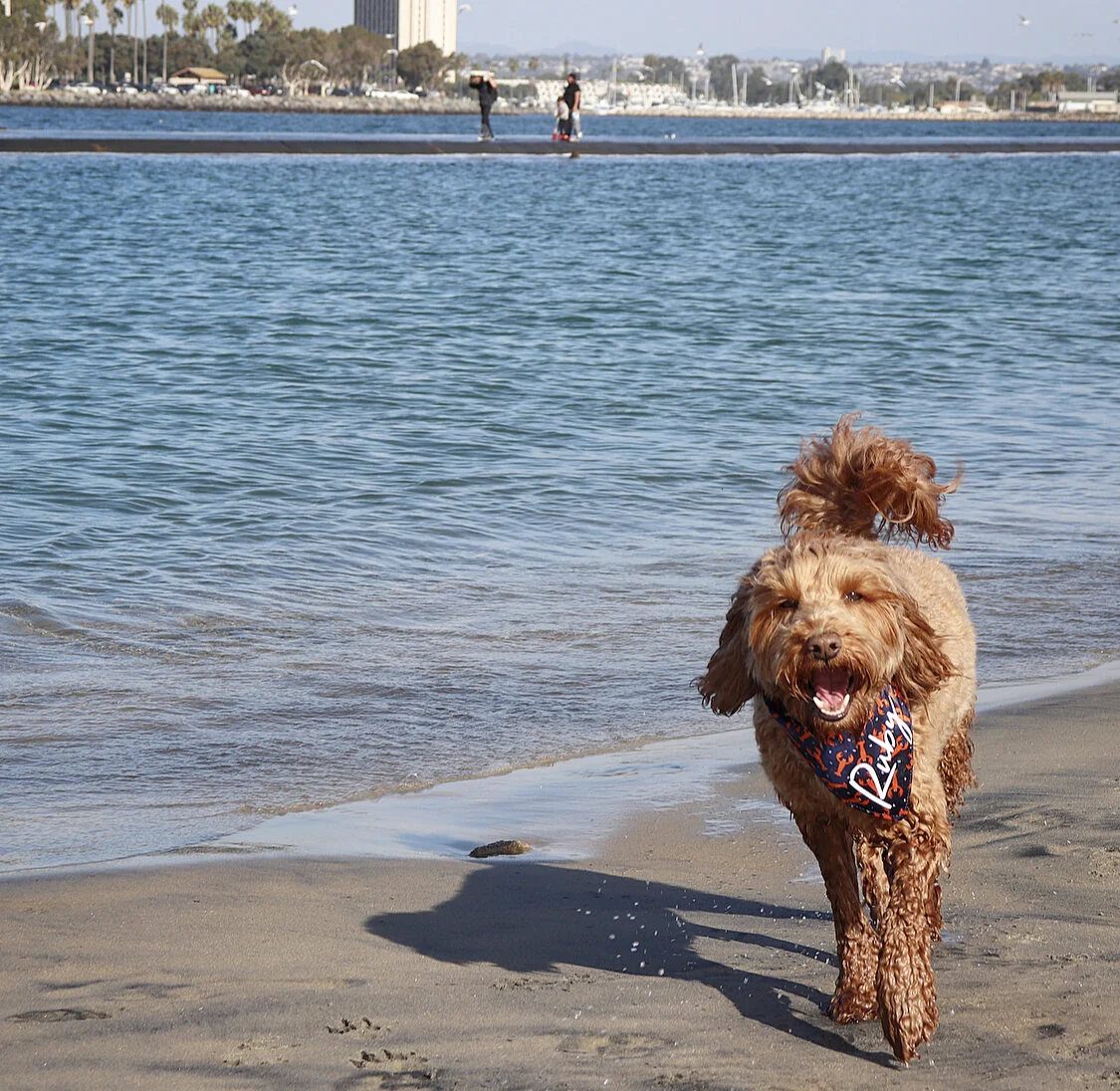 Best Offleash Dog Beaches in San Diego — HELLORUBYDOODLE