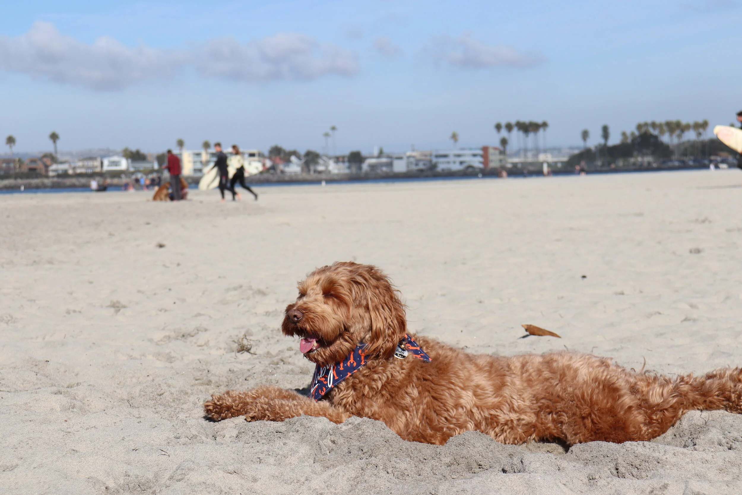 Best Offleash Dog Beaches in San Diego — HELLORUBYDOODLE