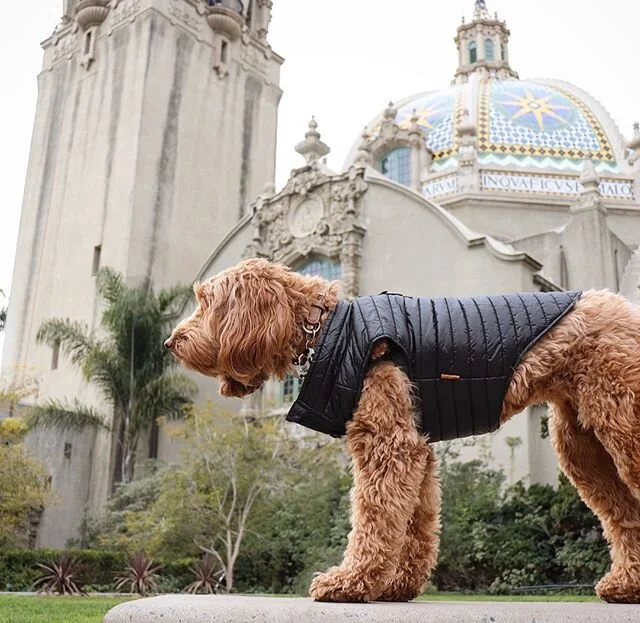 Can You Walk Your Dog In Balboa Park