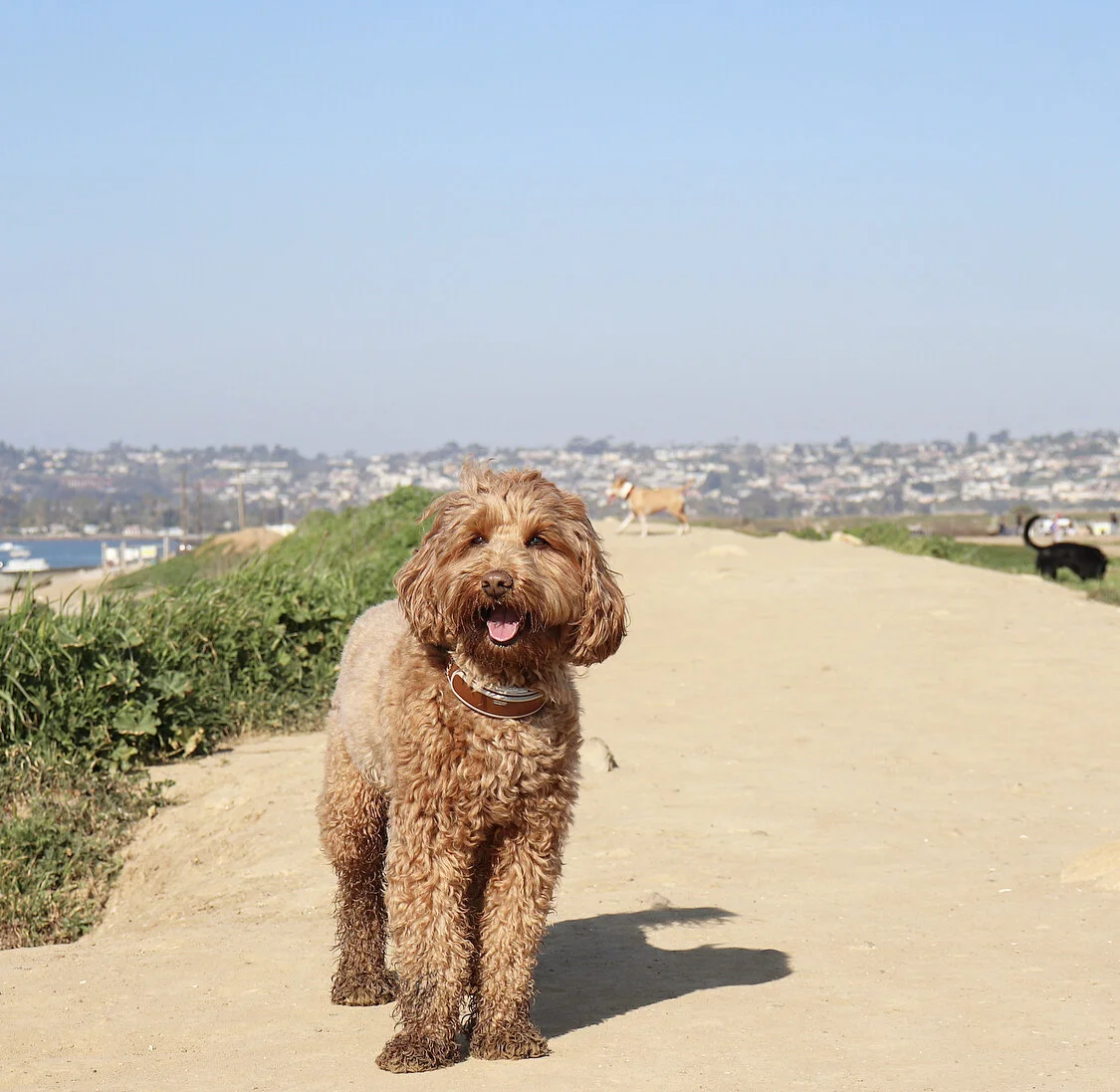 Best Offleash Dog Beaches in San Diego — HELLORUBYDOODLE