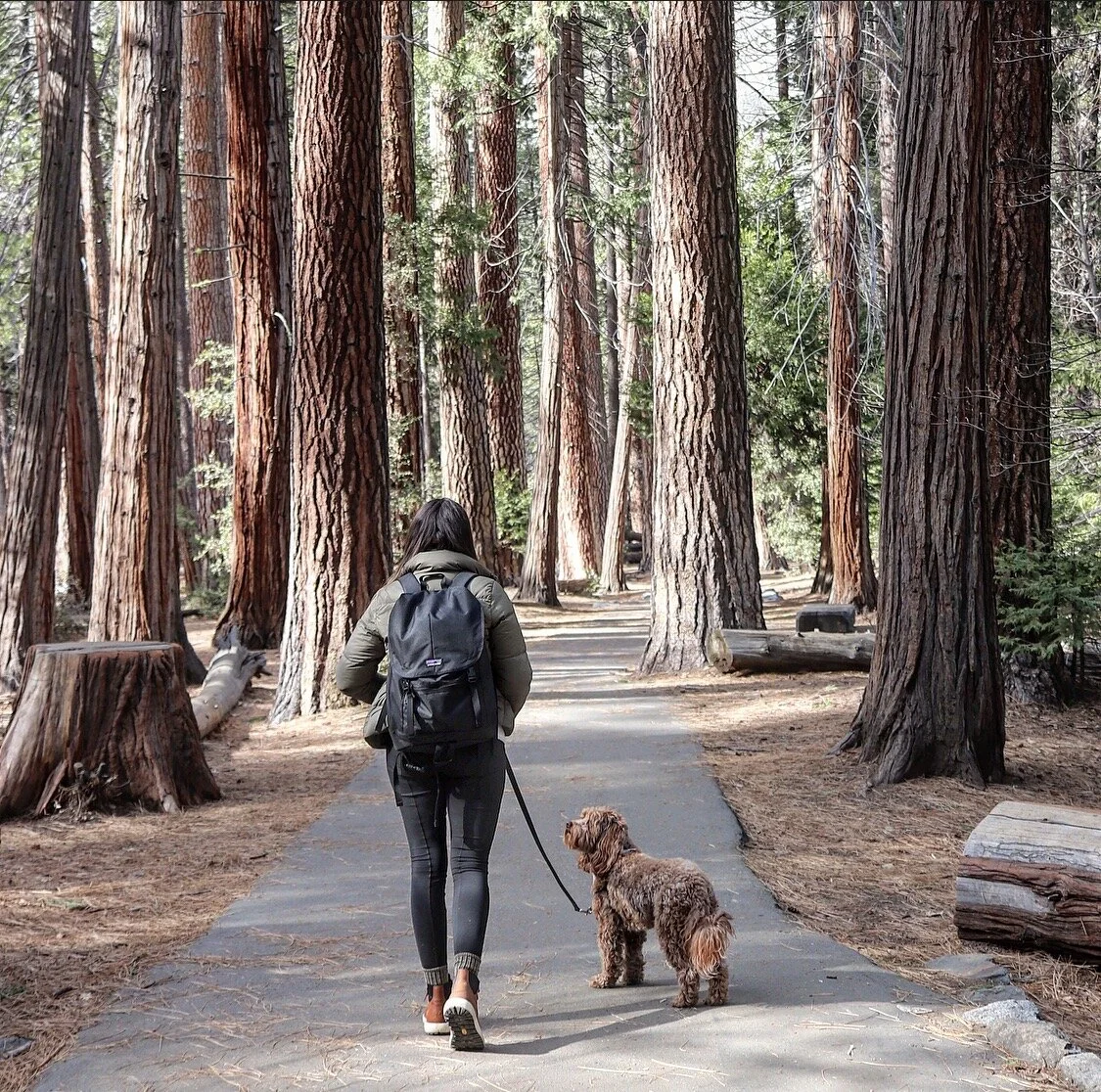 dog walking essentials