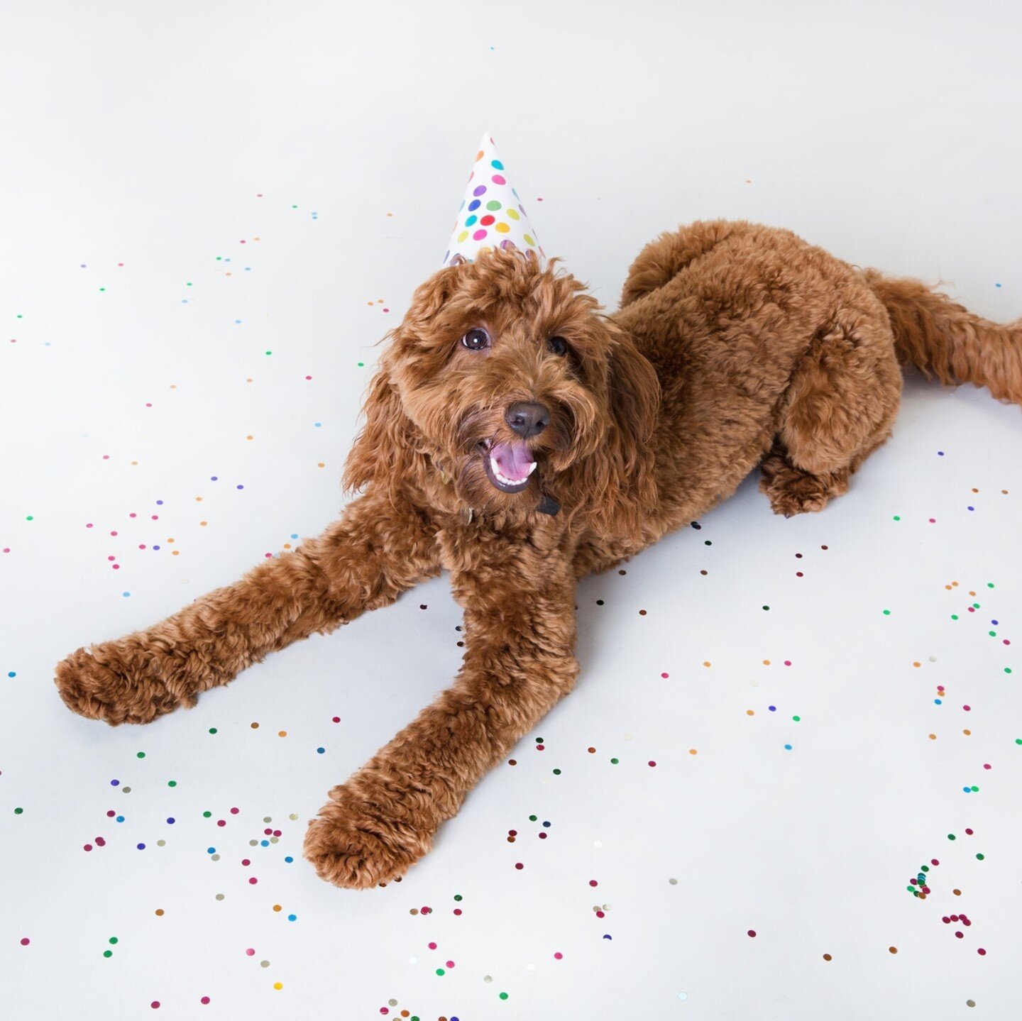Let's pawty! 🎉⁠
#NationalDogPartyDay⁠
⁠
You celebrate your pup every day, but when it comes to special occcasions, they should feel extra special. The perfect way to do that is to throw a party and we're sharing all our tips #ontheblog today. ⁠
⁠
Pa
