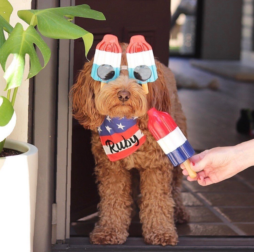 Halloween Costume Ideas for You and Your Dog — HELLORUBYDOODLE