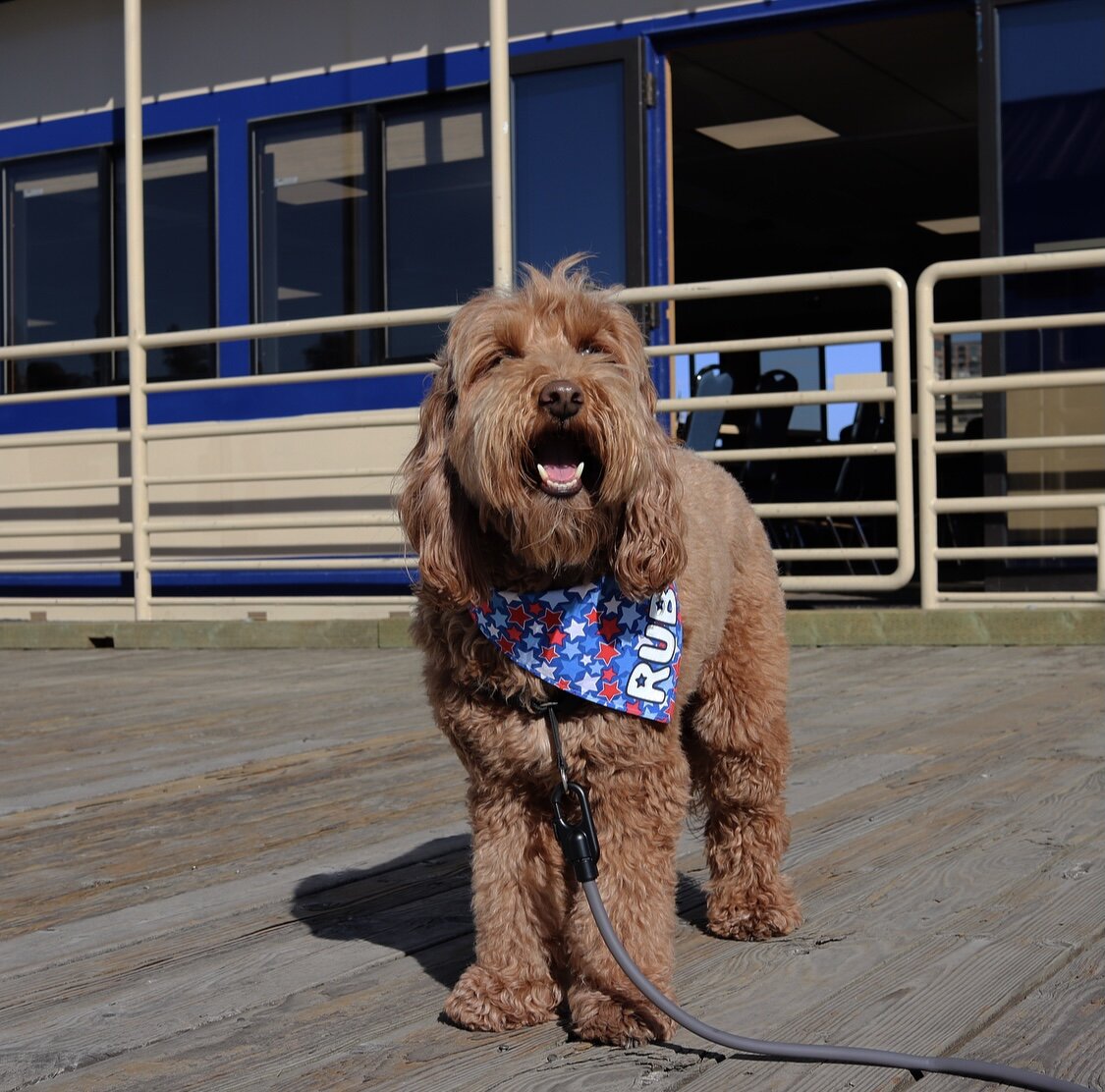 Dog Friendly Guide to Coeur d'Alene — HELLORUBYDOODLE