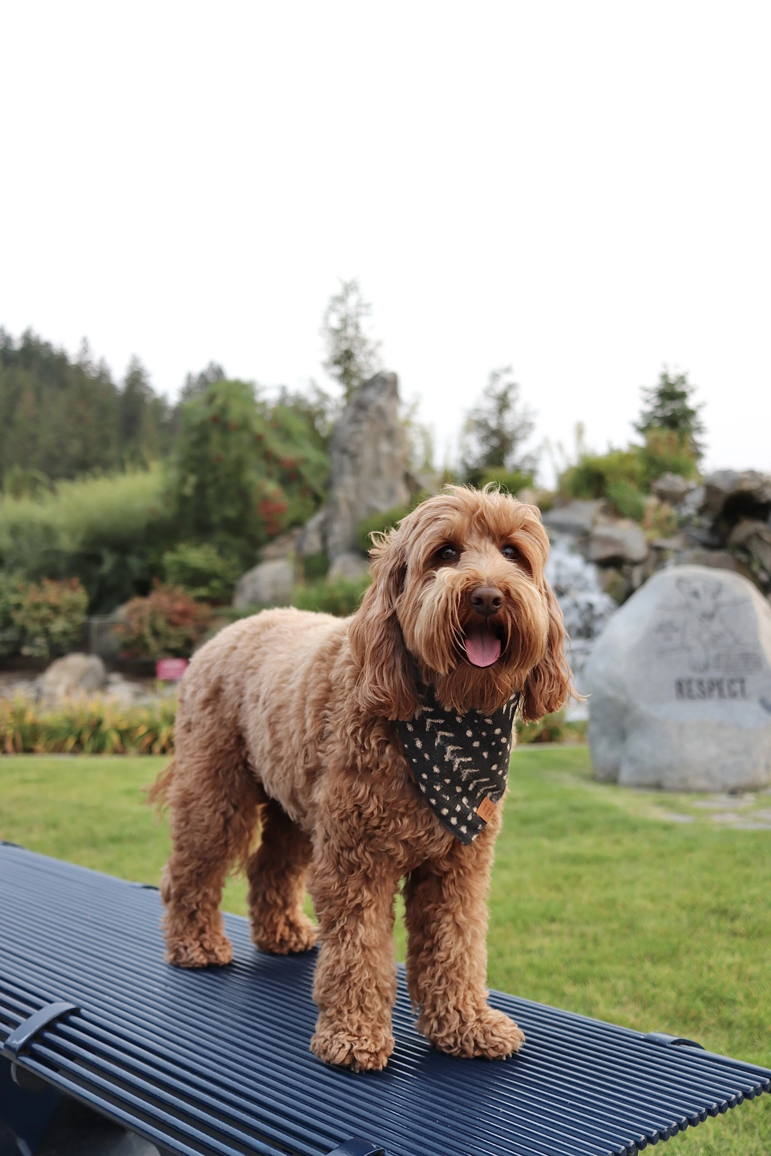 Dog Friendly Guide to Coeur d'Alene — HELLORUBYDOODLE
