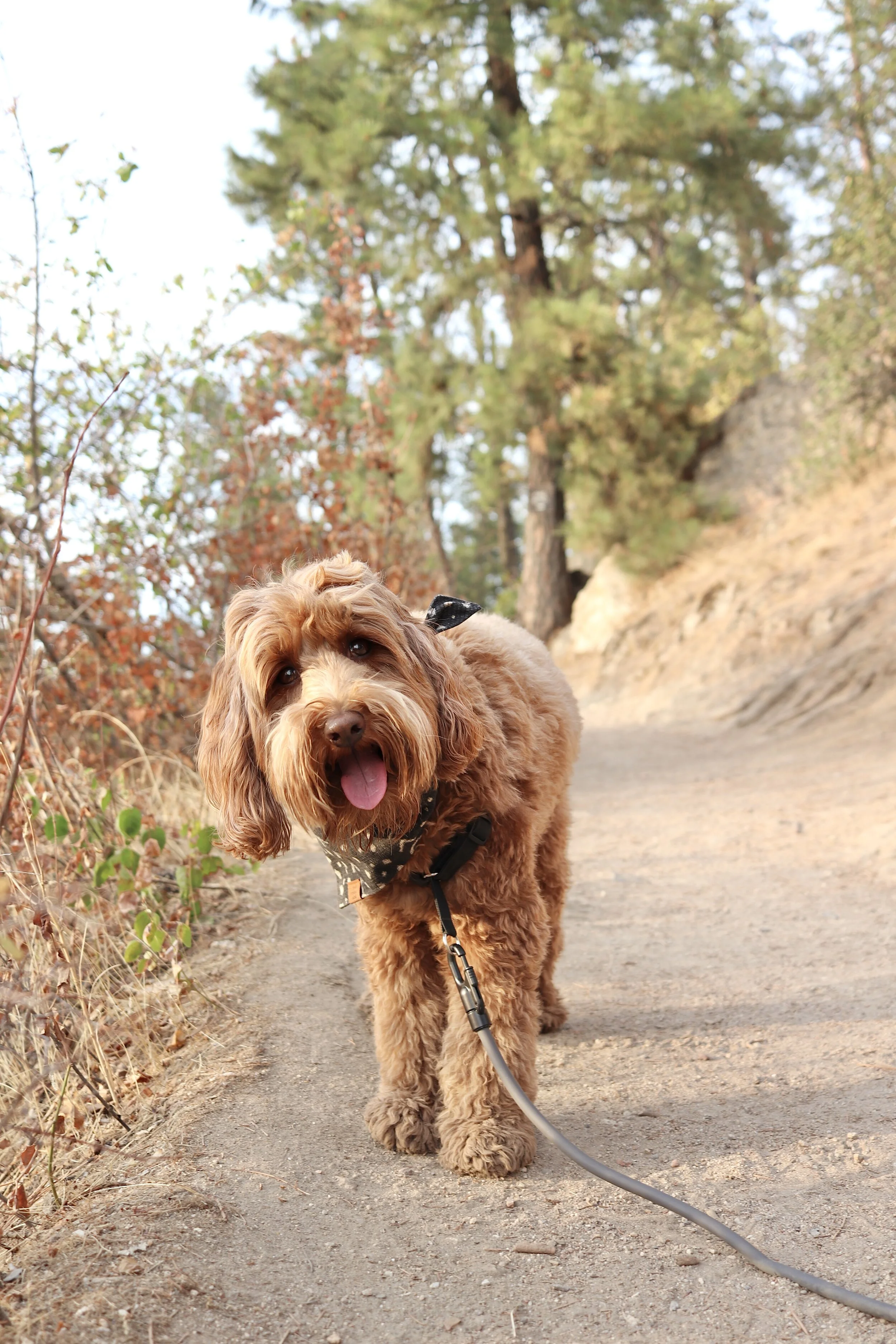 Dog Friendly Guide to Coeur d'Alene — HELLORUBYDOODLE