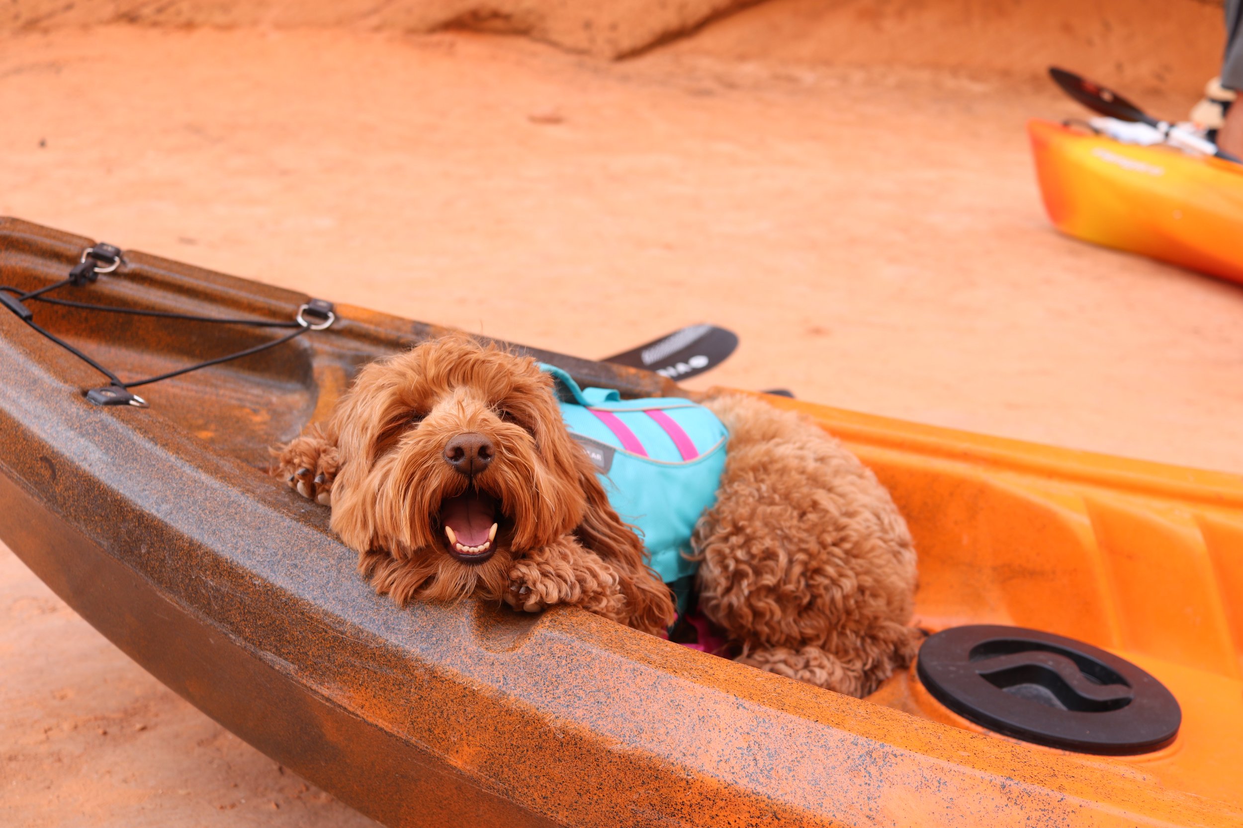 Kayaking Lake Powell to Antelope Canyon with Your Dog — HELLORUBYDOODLE