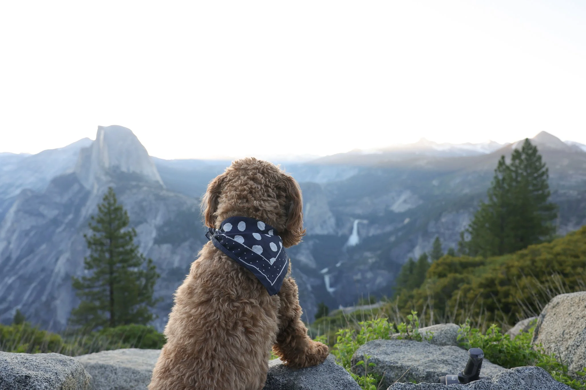 Dogfriendly Guide to Yosemite National Park — HELLORUBYDOODLE