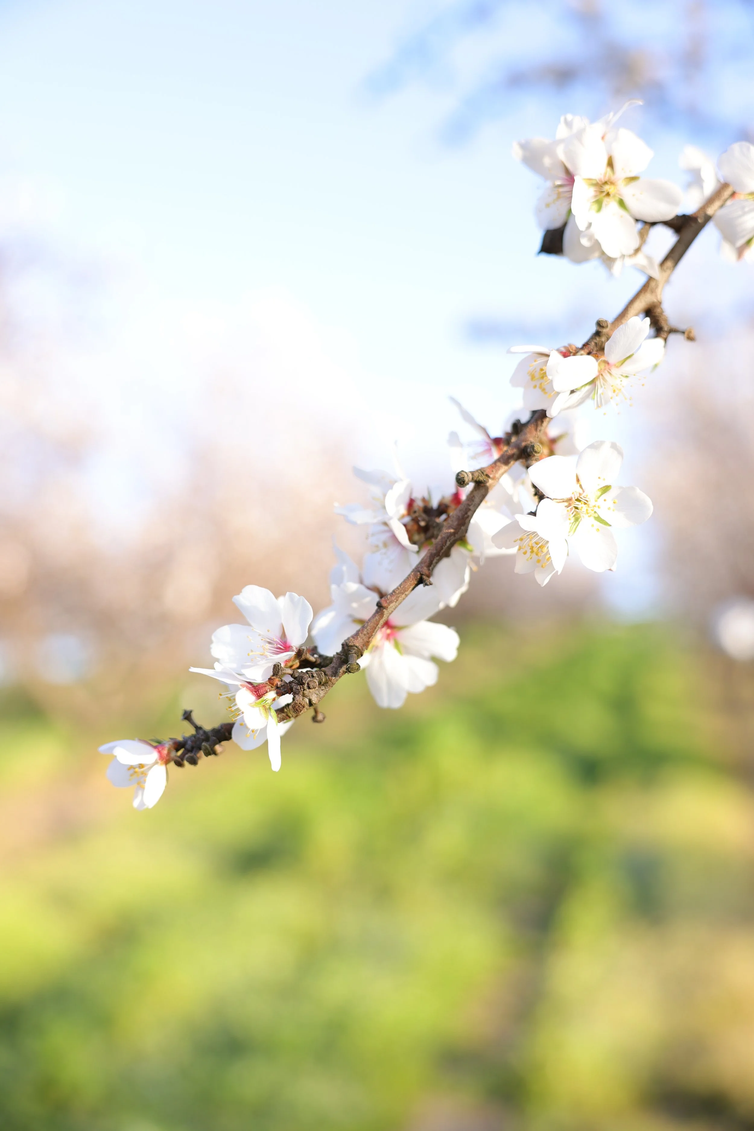 18 Photos to Inspire You to Visit Modesto, CA for Almond Blossom Season