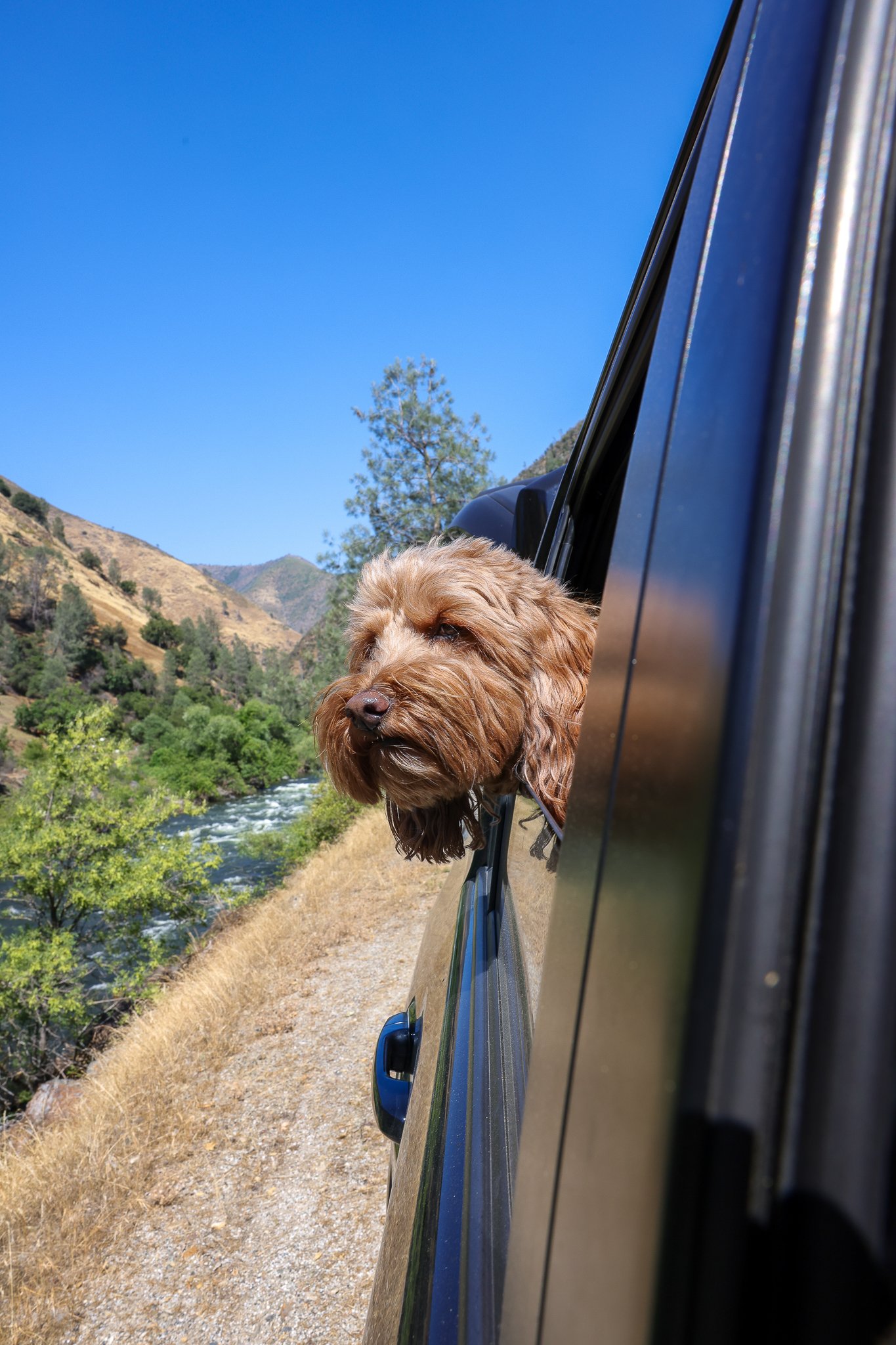 Dog Friendly Guide To Yosemite National