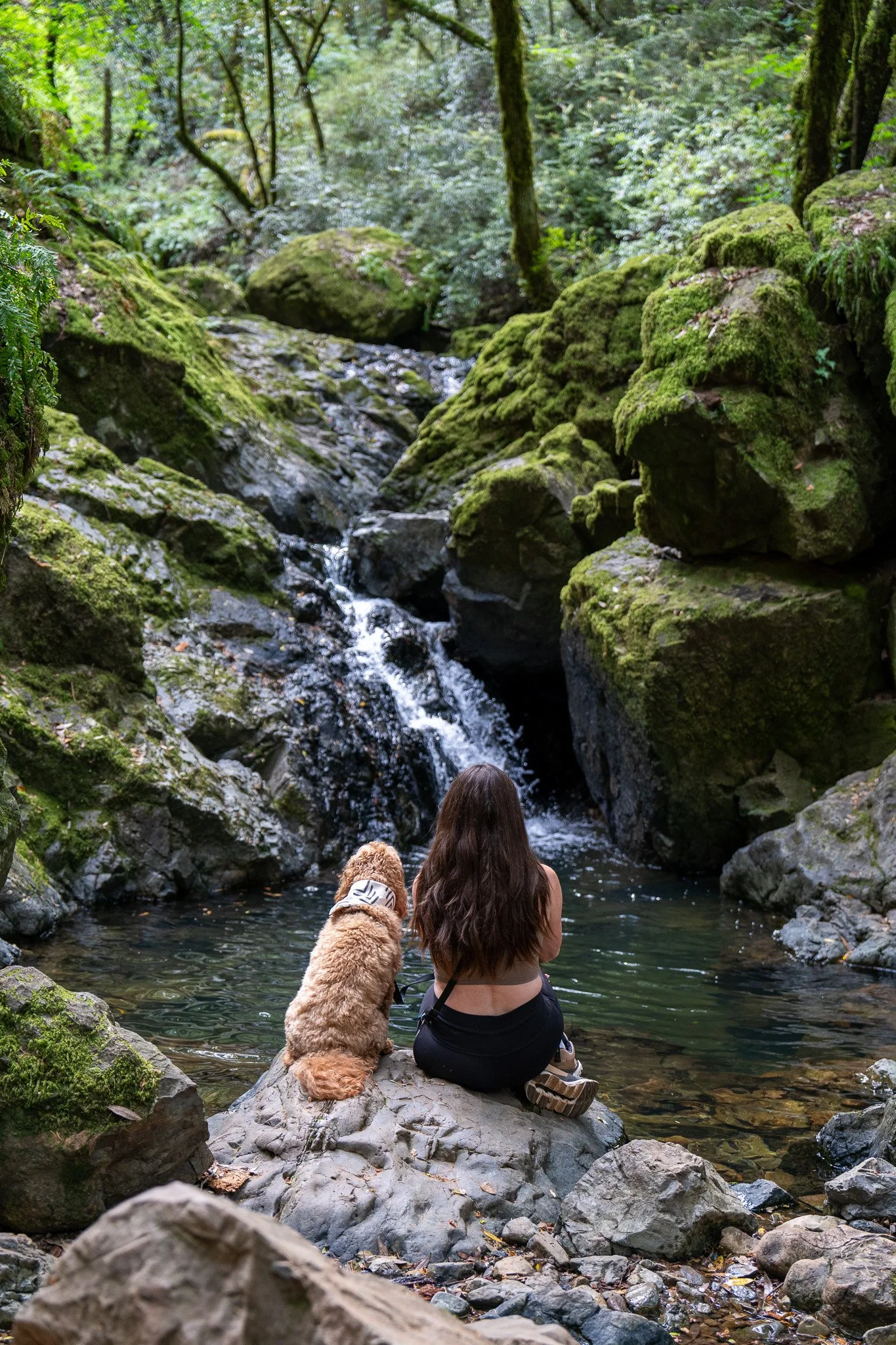 Dog-friendly Bay Area Waterfall Hikes — HELLORUBYDOODLE