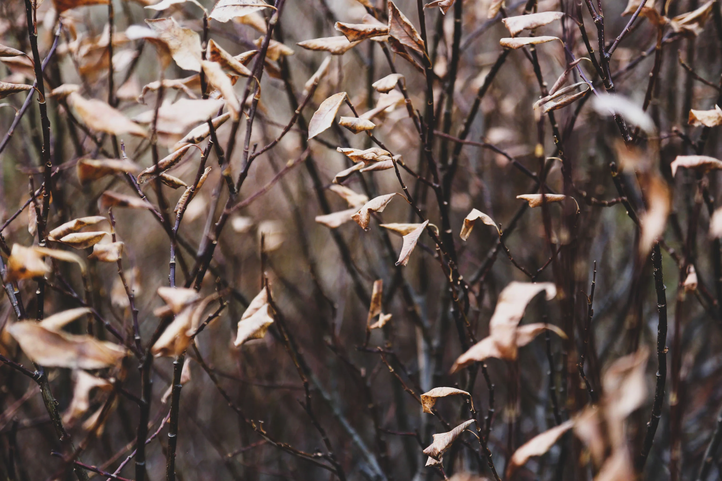 isl_squarespace-3.jpg