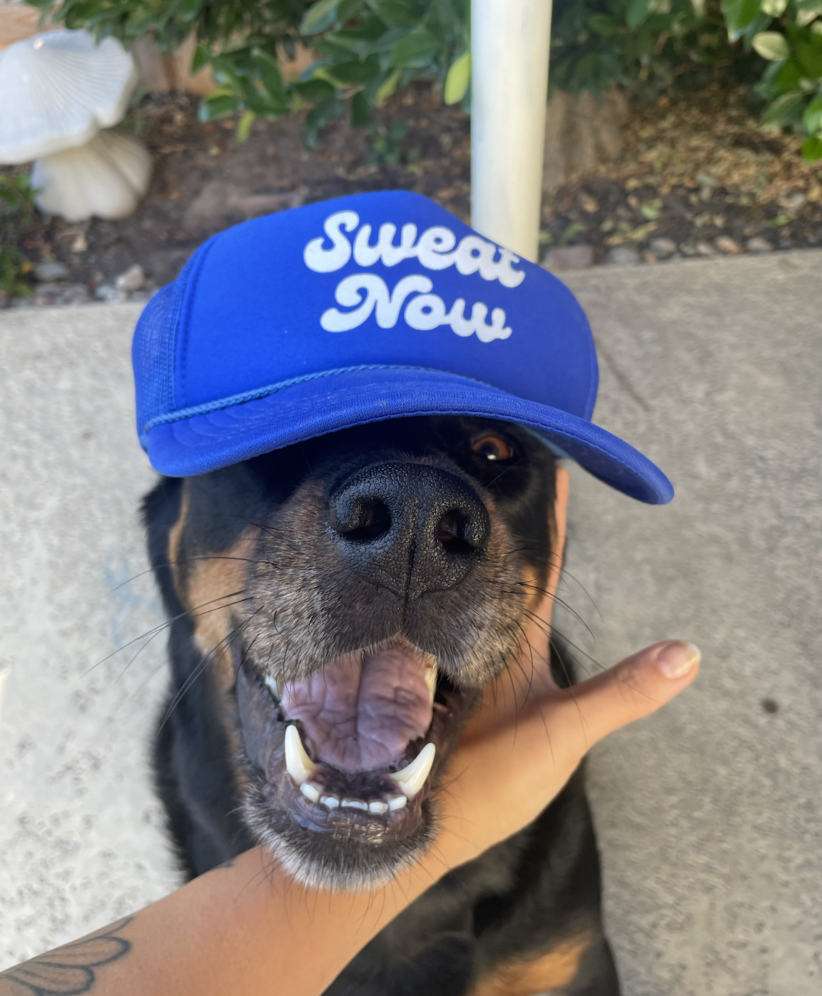 Screenshot 2024-09-09 at 10.16.19 AM.png