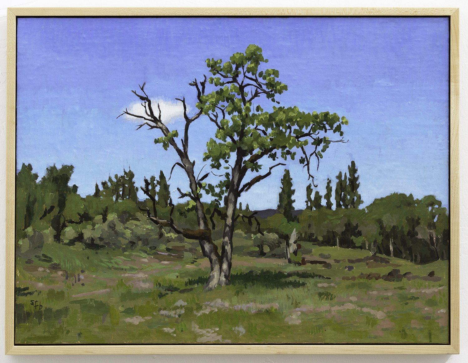 Quercus Garryana - Rogue River Preserve