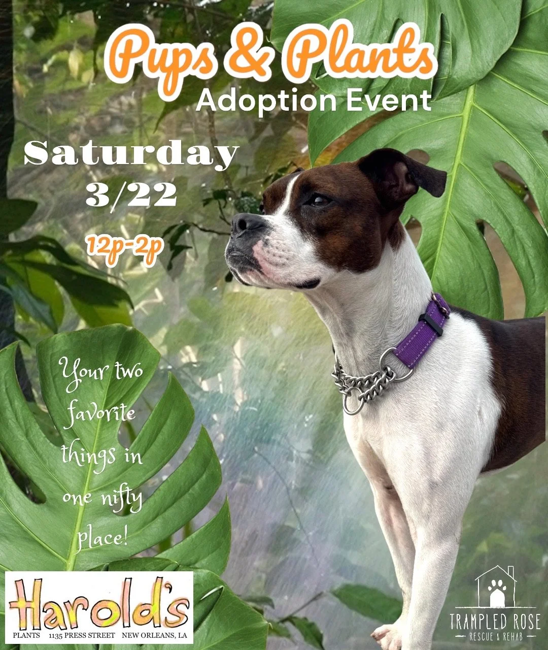 Pups &amp; Plants Adoption Event!