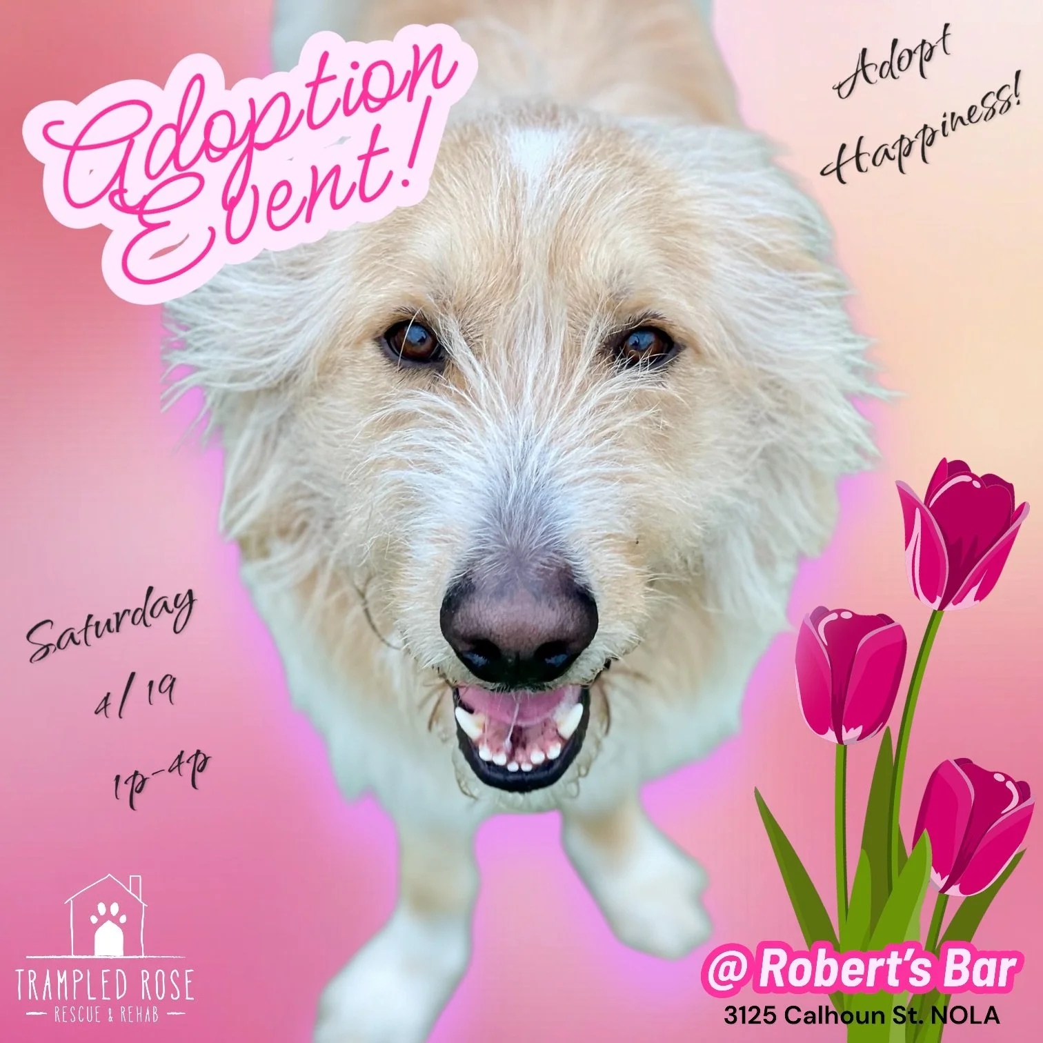 Adoption Event at Robert's Bar!