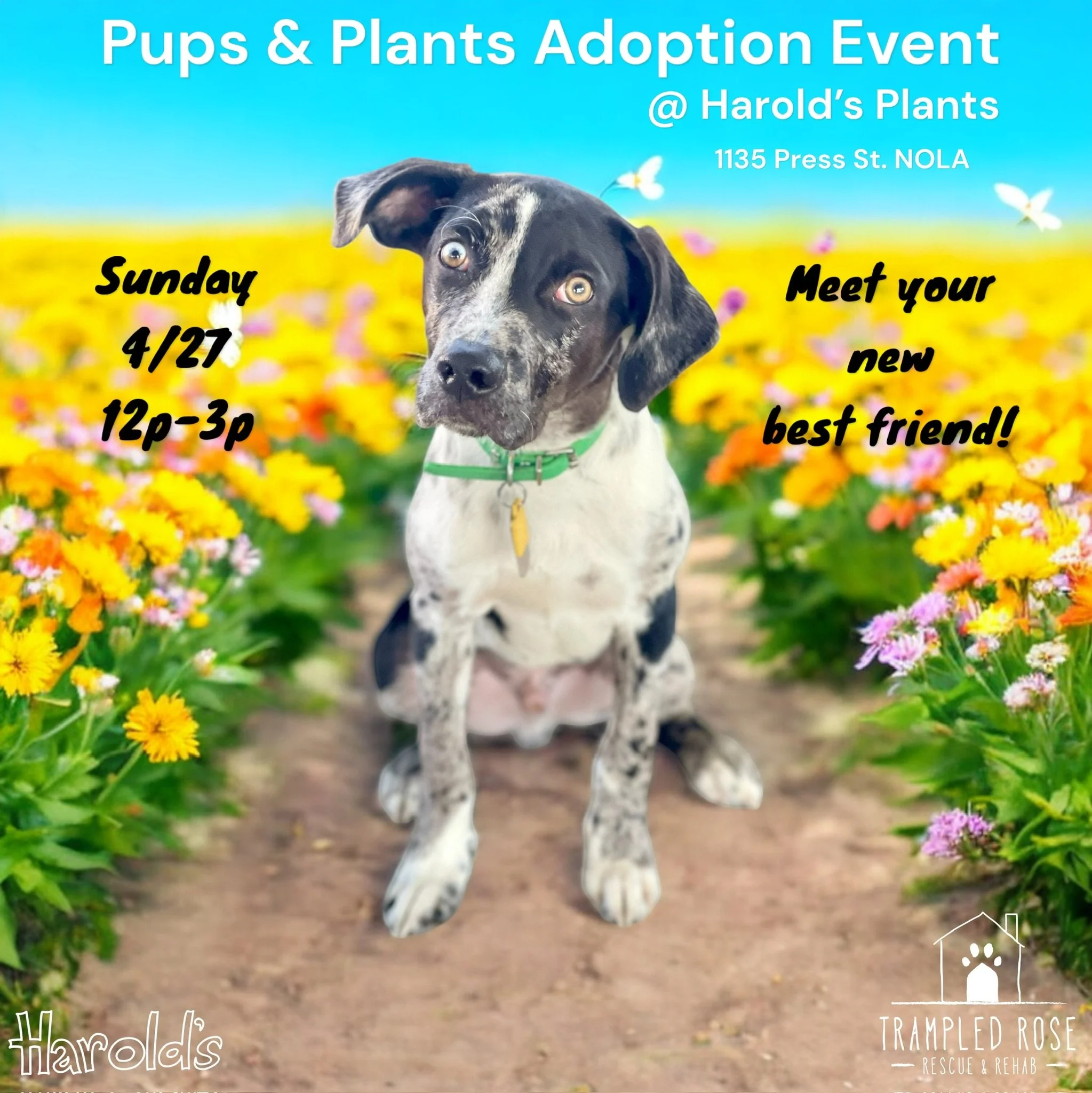 Pups &amp; Plants Adoption Event at Harold's!