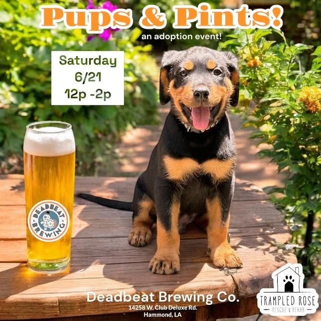 Pups &amp; Pints: an Adoption Event!