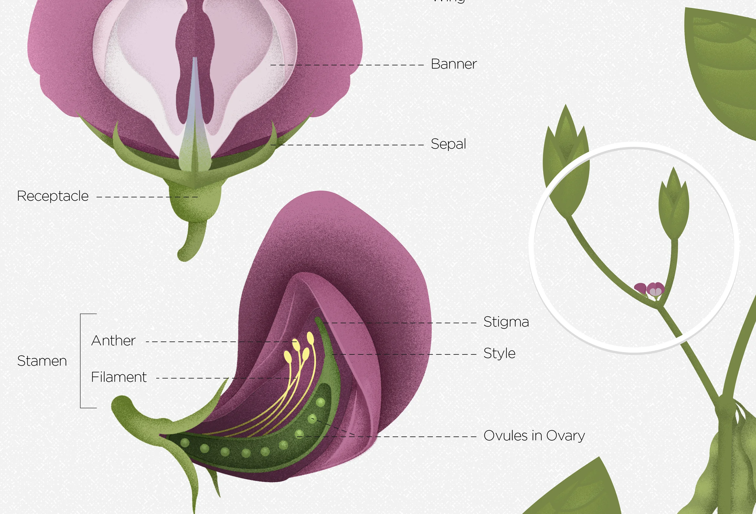Bayer-Soybean-Title.jpg