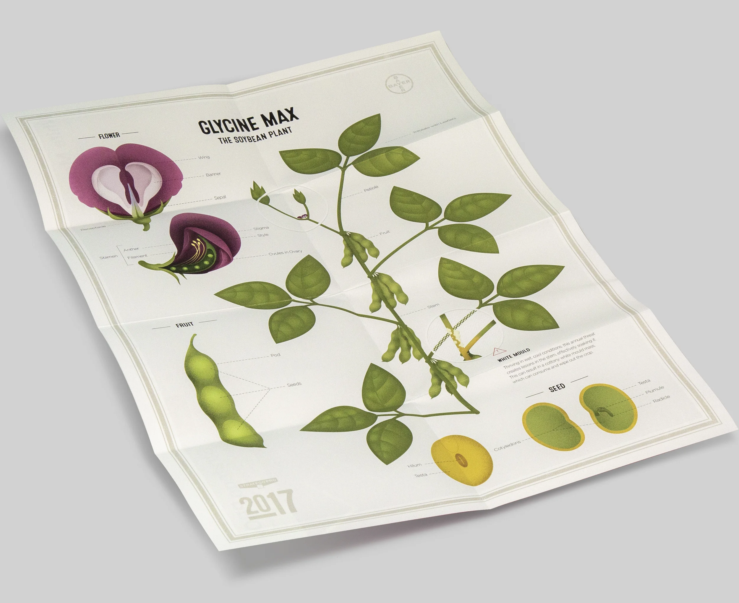 Soybean-Poster-Unfolded.jpg