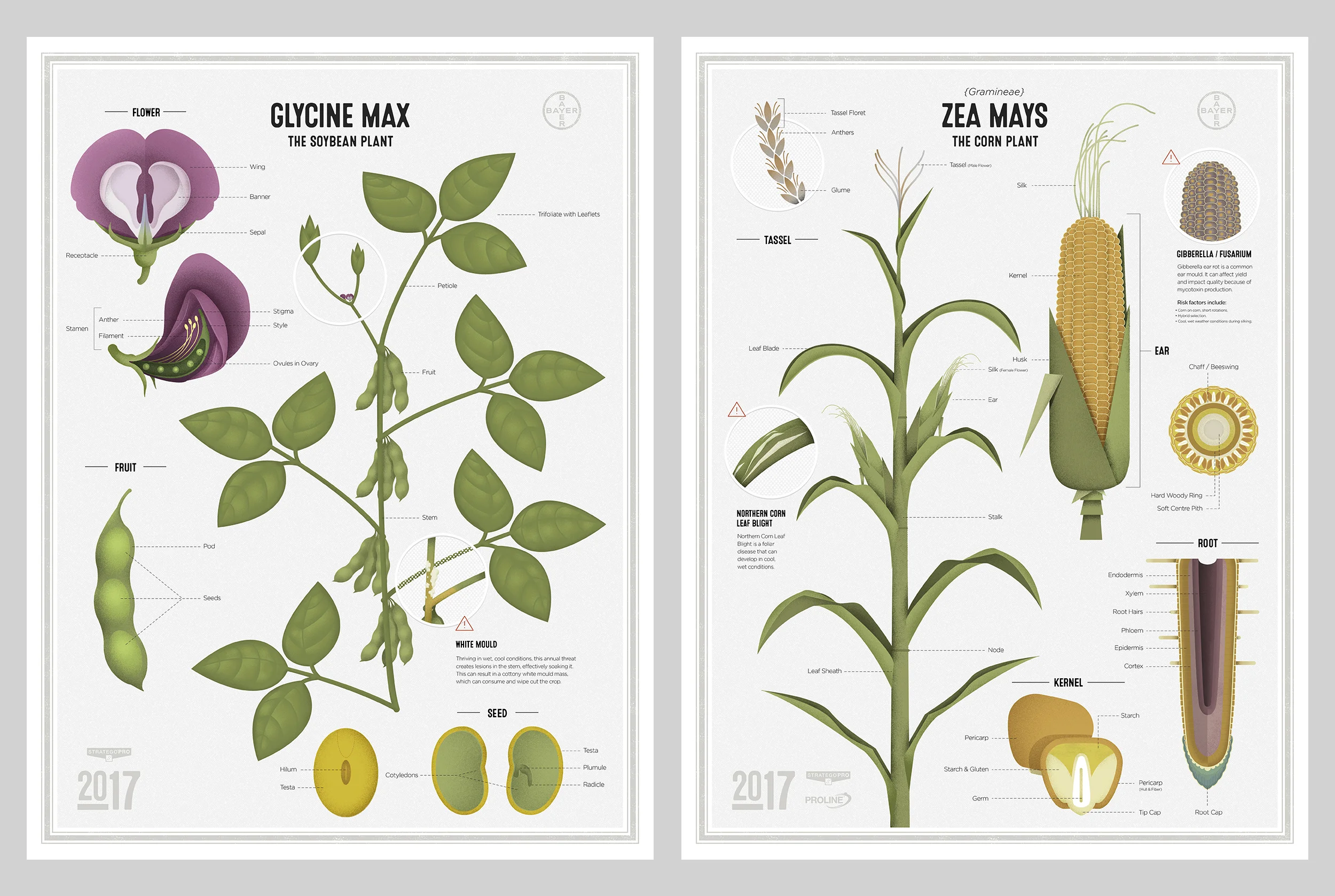 Bayer-Posters-Flat.jpg